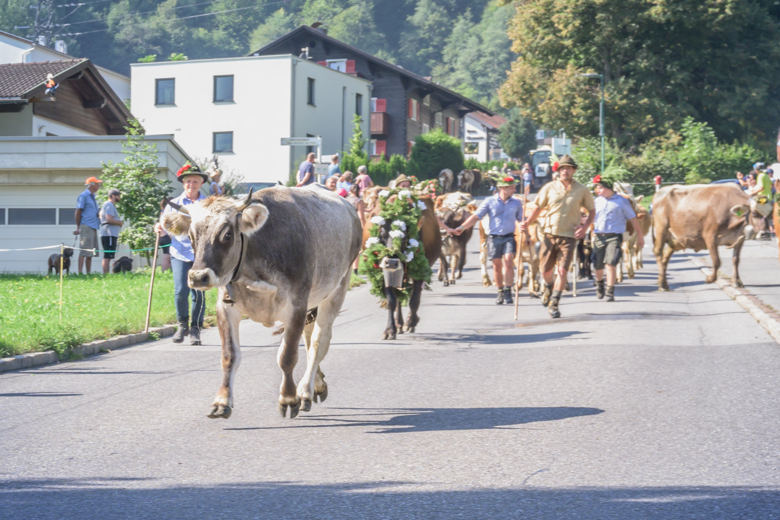 Alpabtrieb in Tschagguns, Montafon