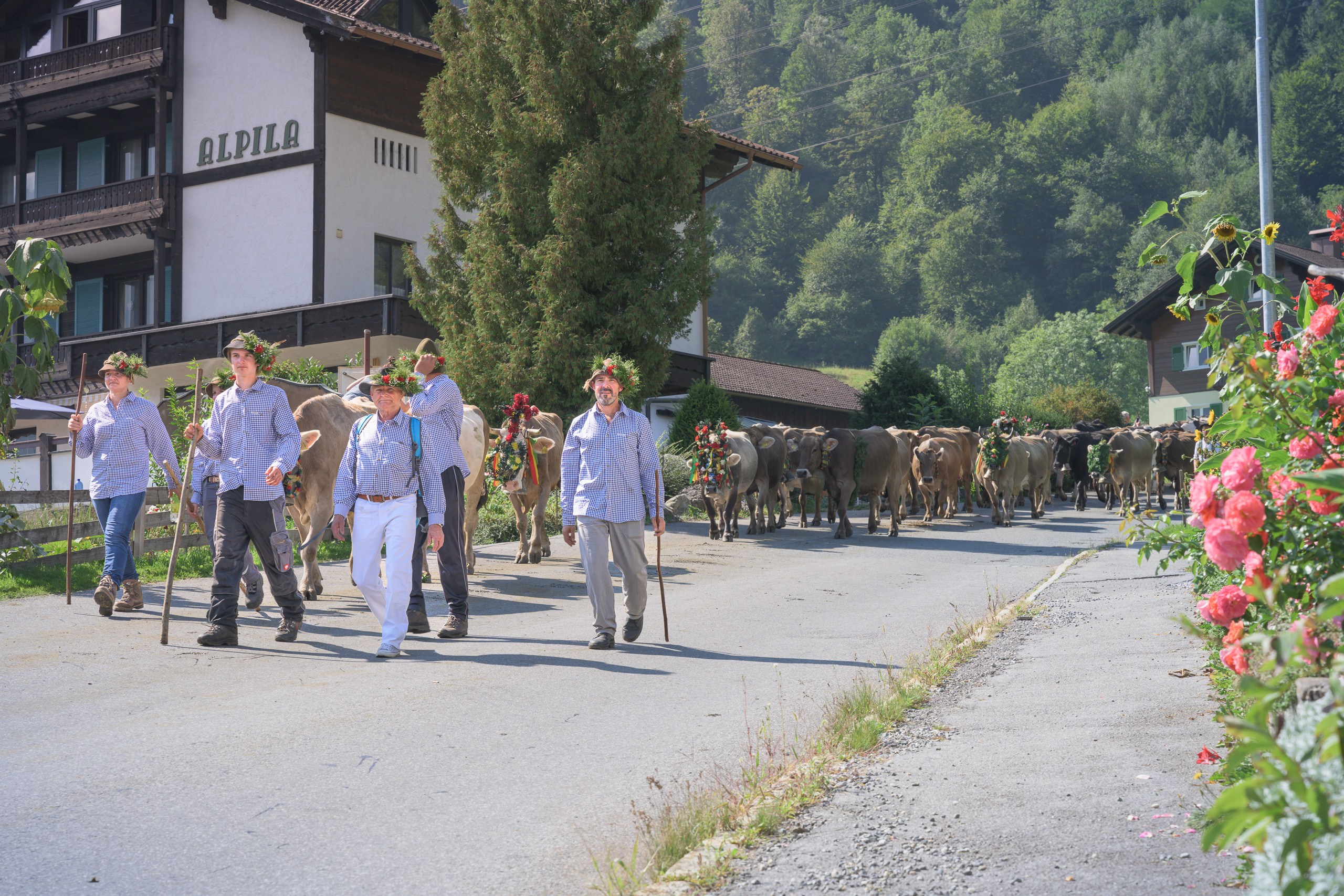 Alpabtrieb in Tschagguns, Montafon