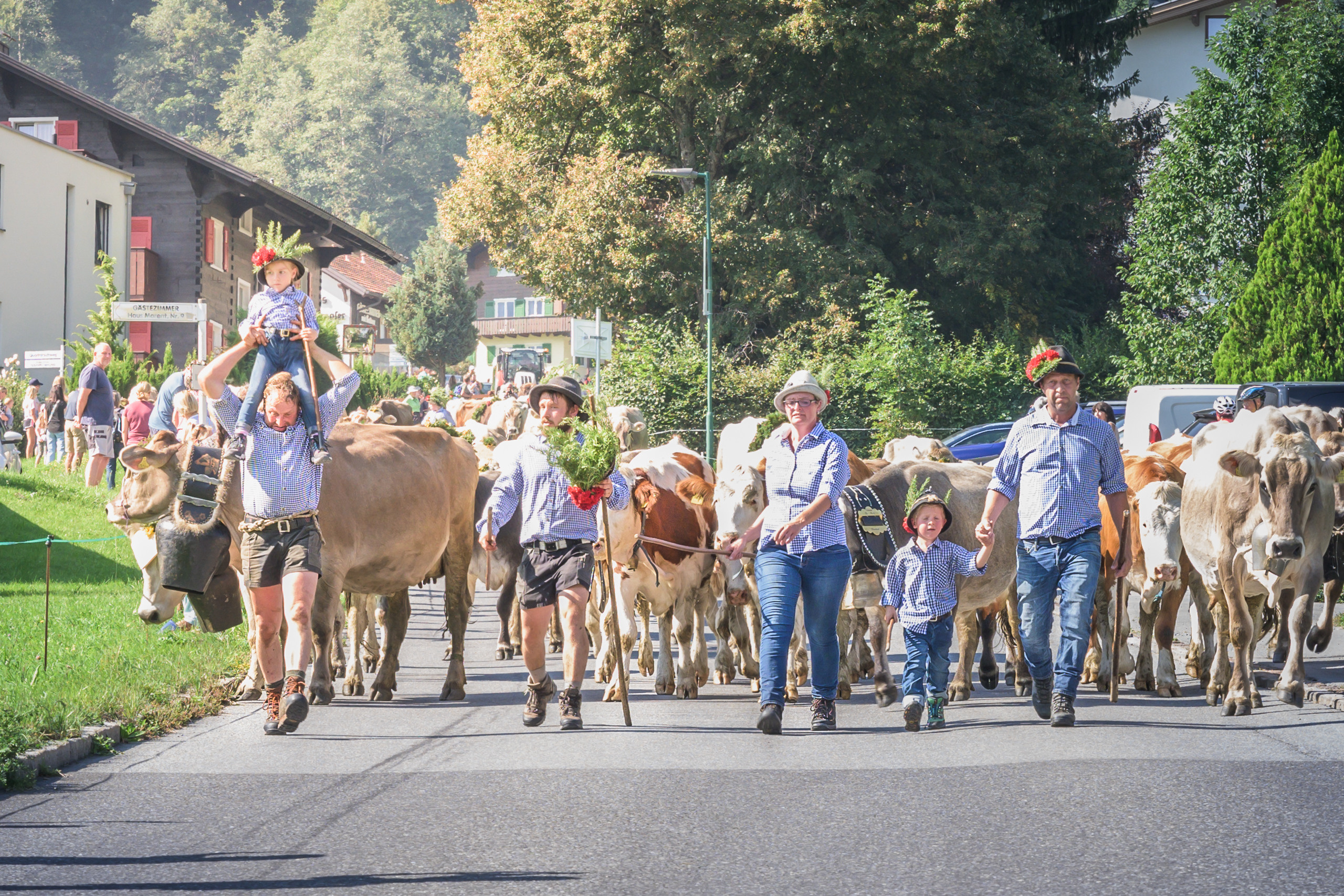 Alpabtrieb in Tschagguns, Montafon