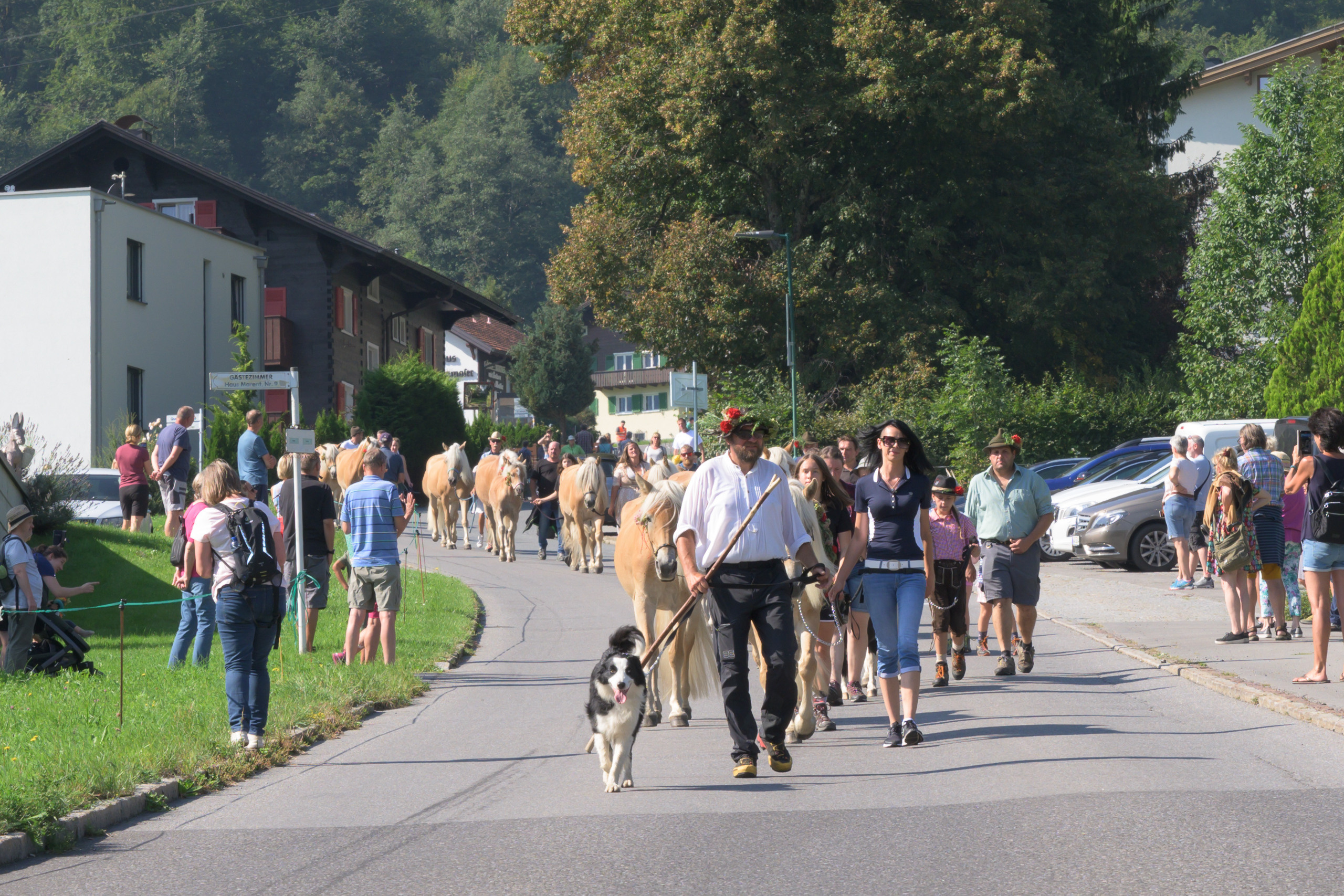 Alpabtrieb in Tschagguns, Montafon