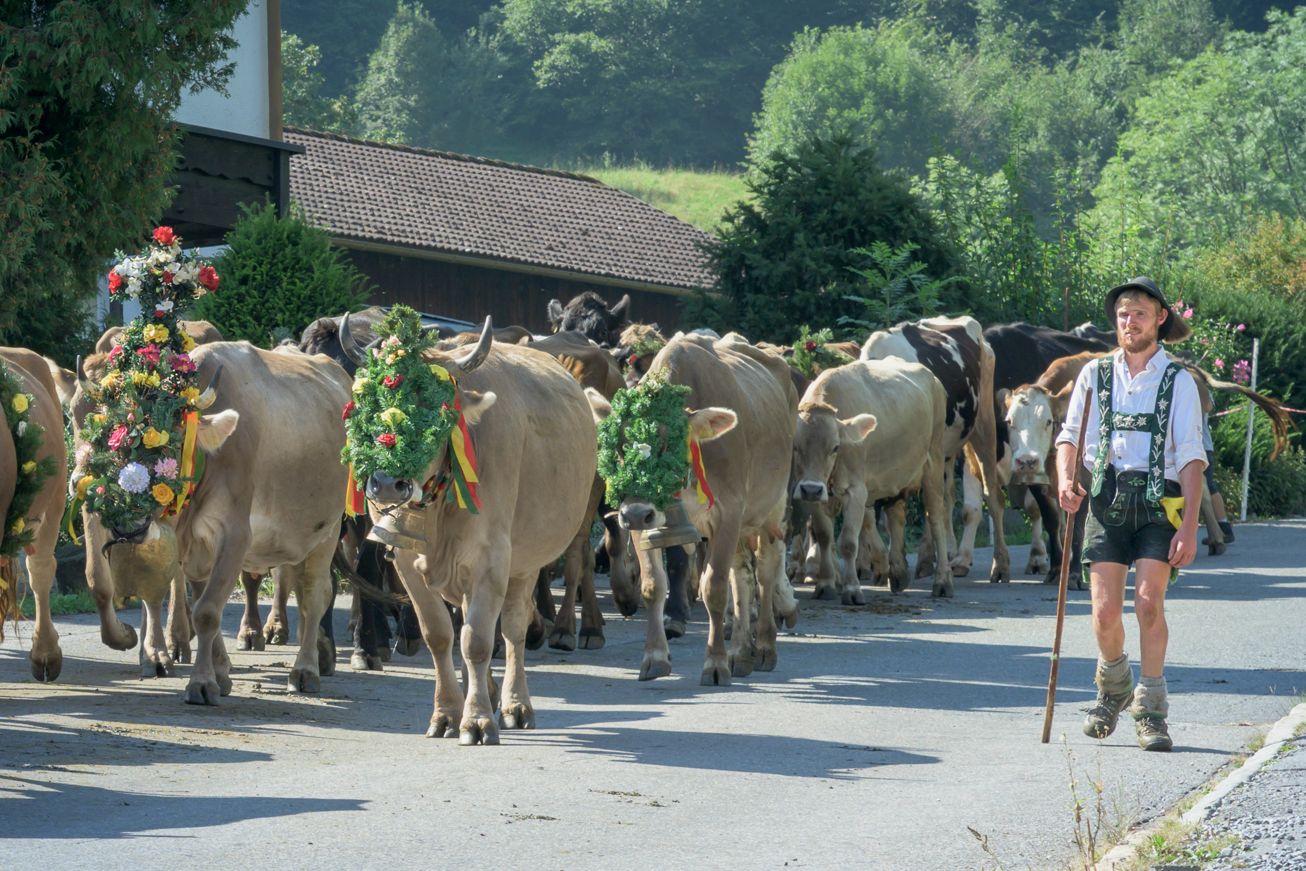 Alpabtrieb in Tschagguns, Montafon
