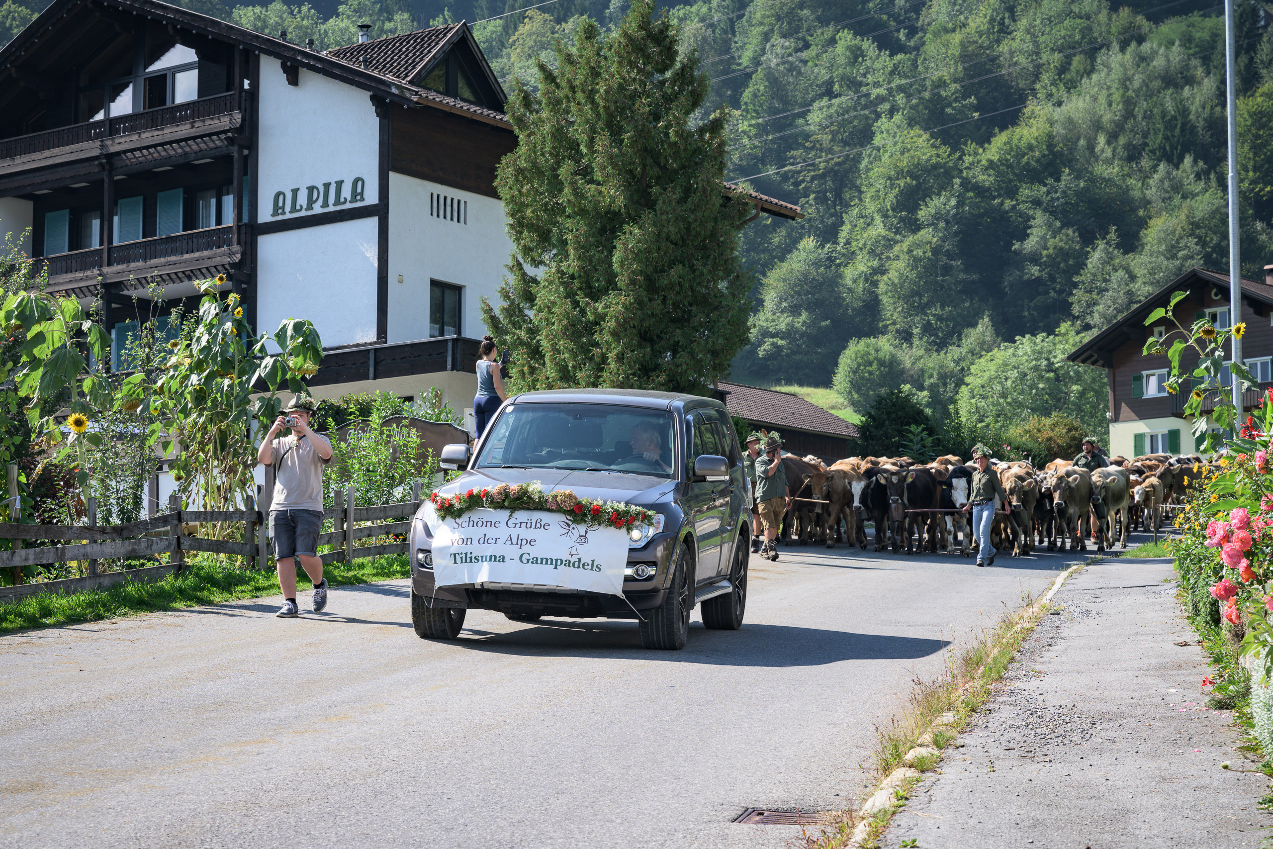 Alpabtrieb in Tschagguns, Montafon