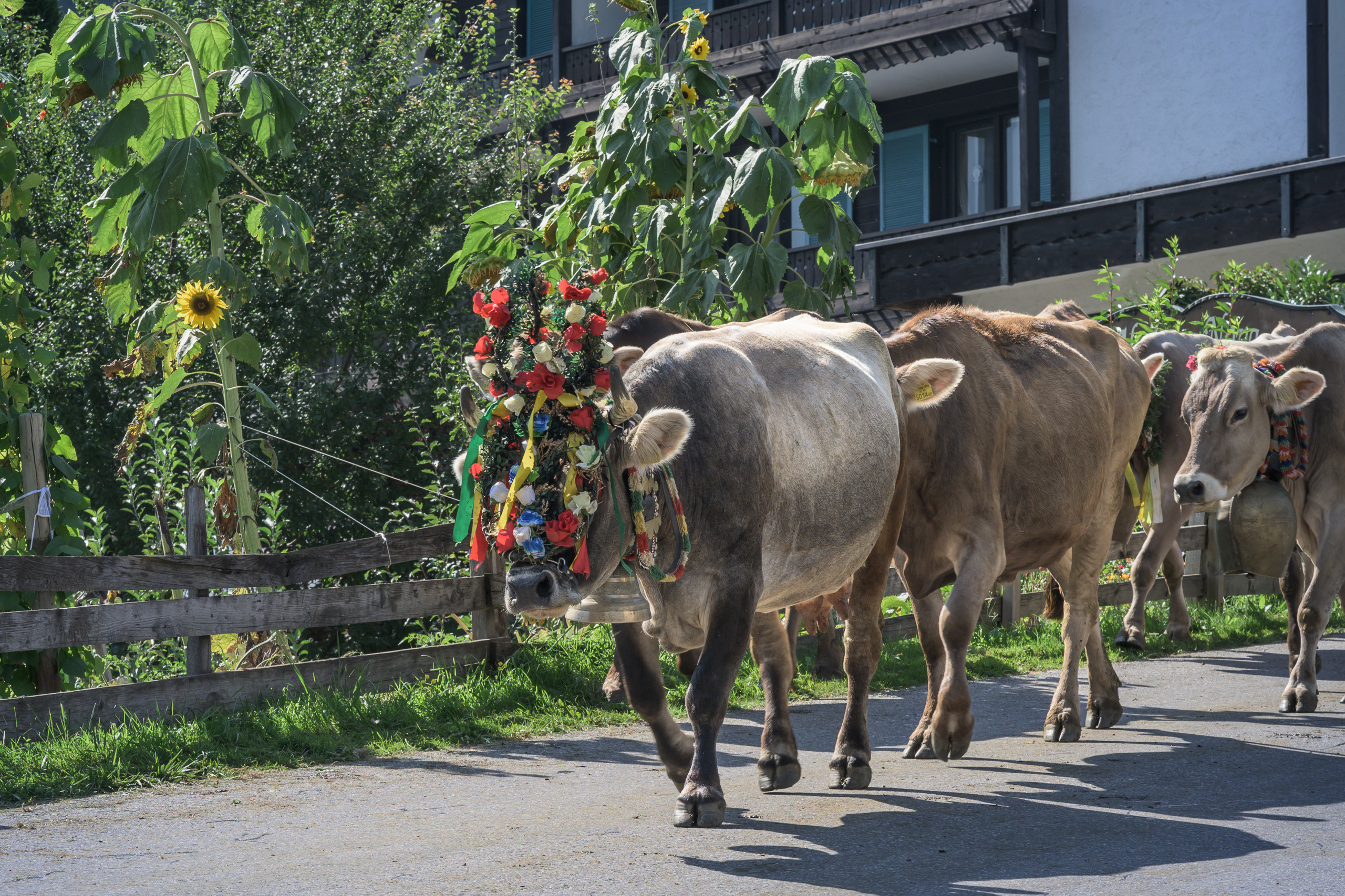Alpabtrieb in Tschagguns, Montafon