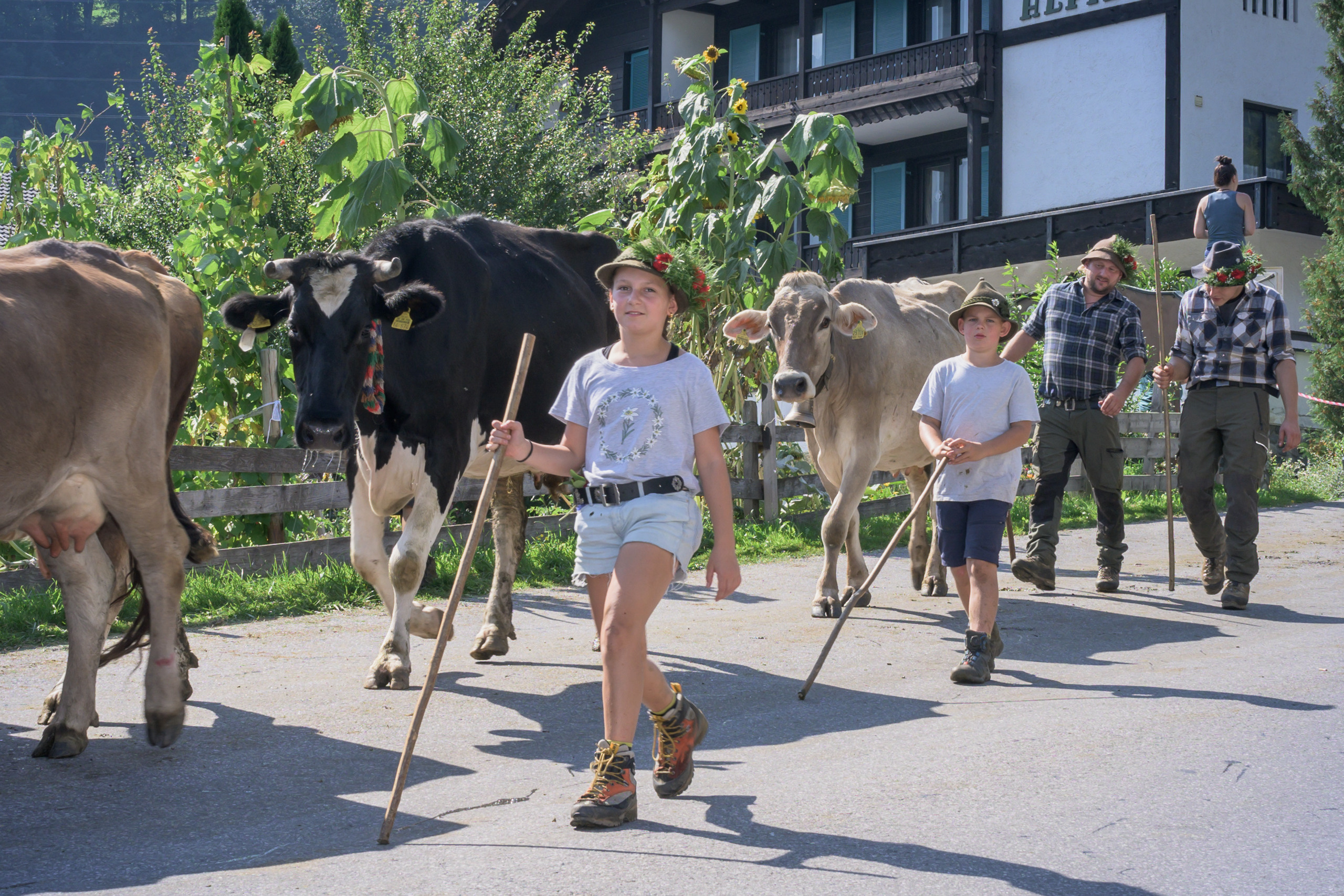 Alpabtrieb in Tschagguns, Montafon