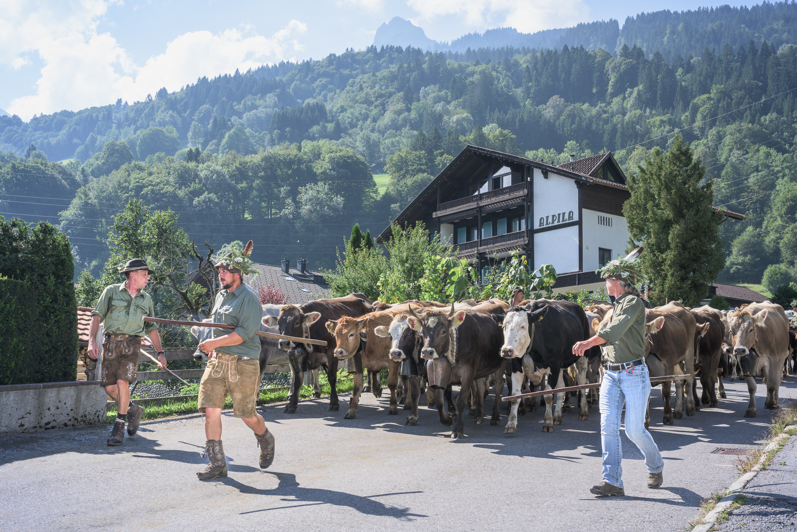 Alpabtrieb in Tschagguns, Montafon