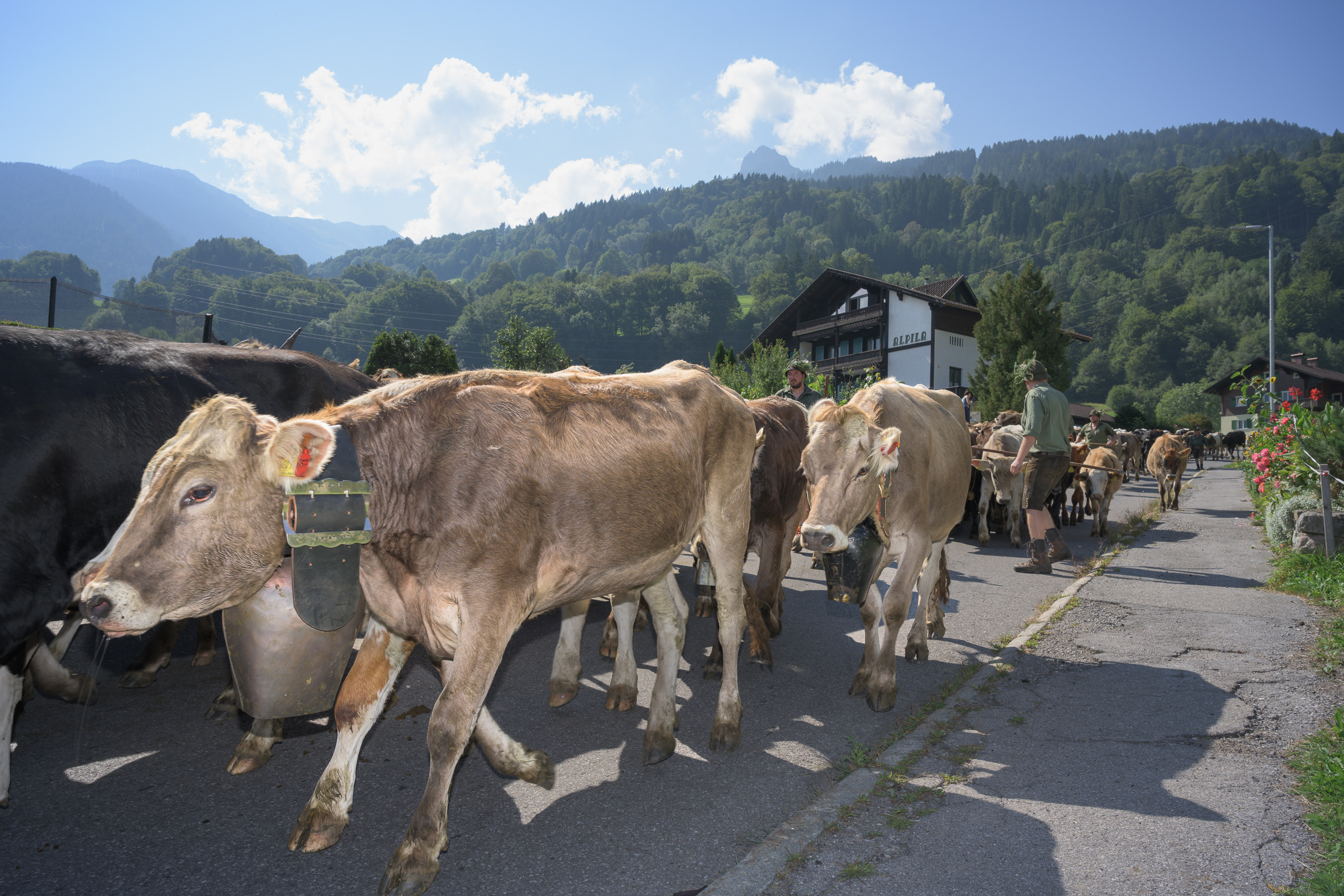 Alpabtrieb in Tschagguns, Montafon