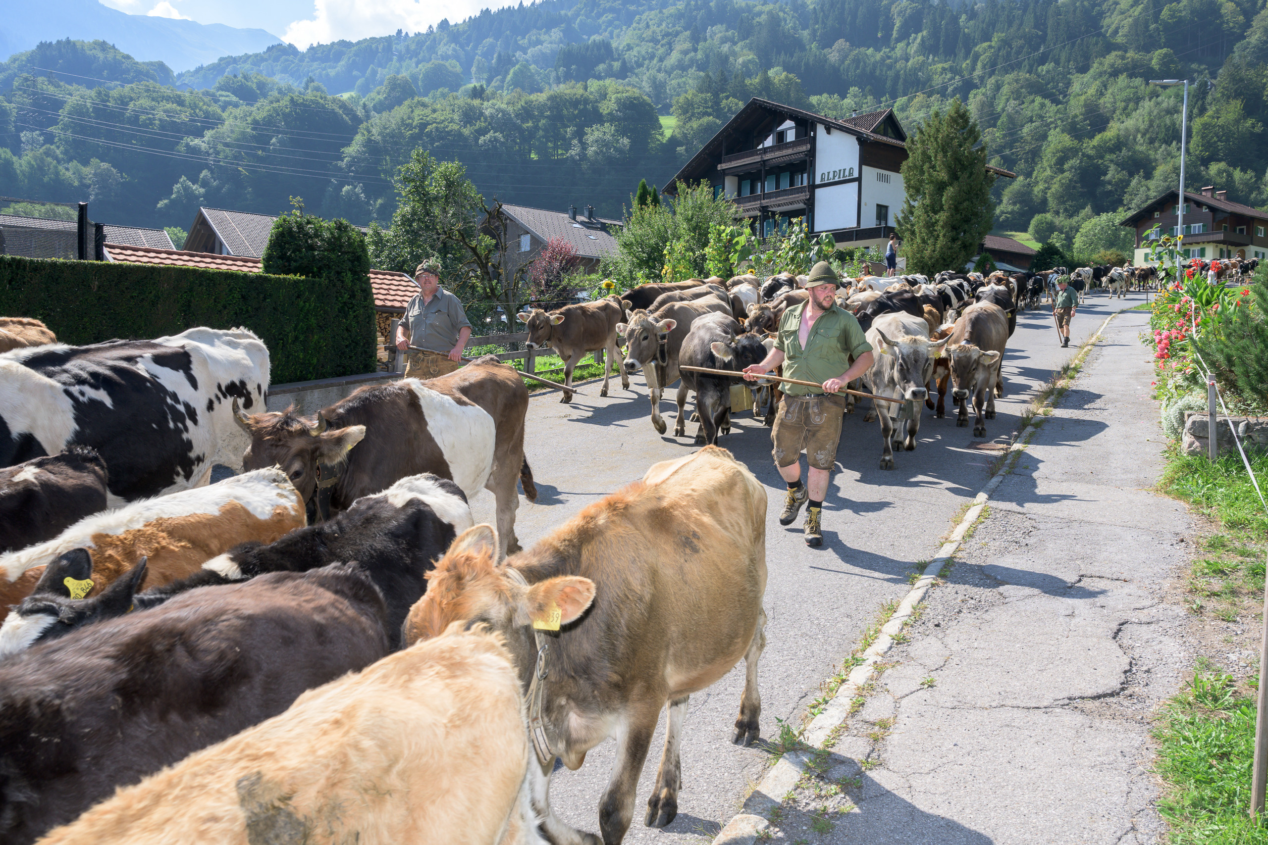 Alpabtrieb in Tschagguns, Montafon