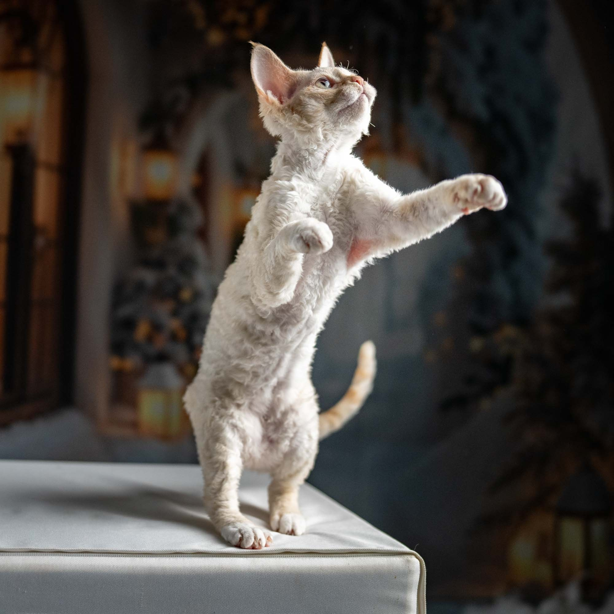 Jasmin, girl, born 06.25.2025. Devon Rex Pixie Cattery