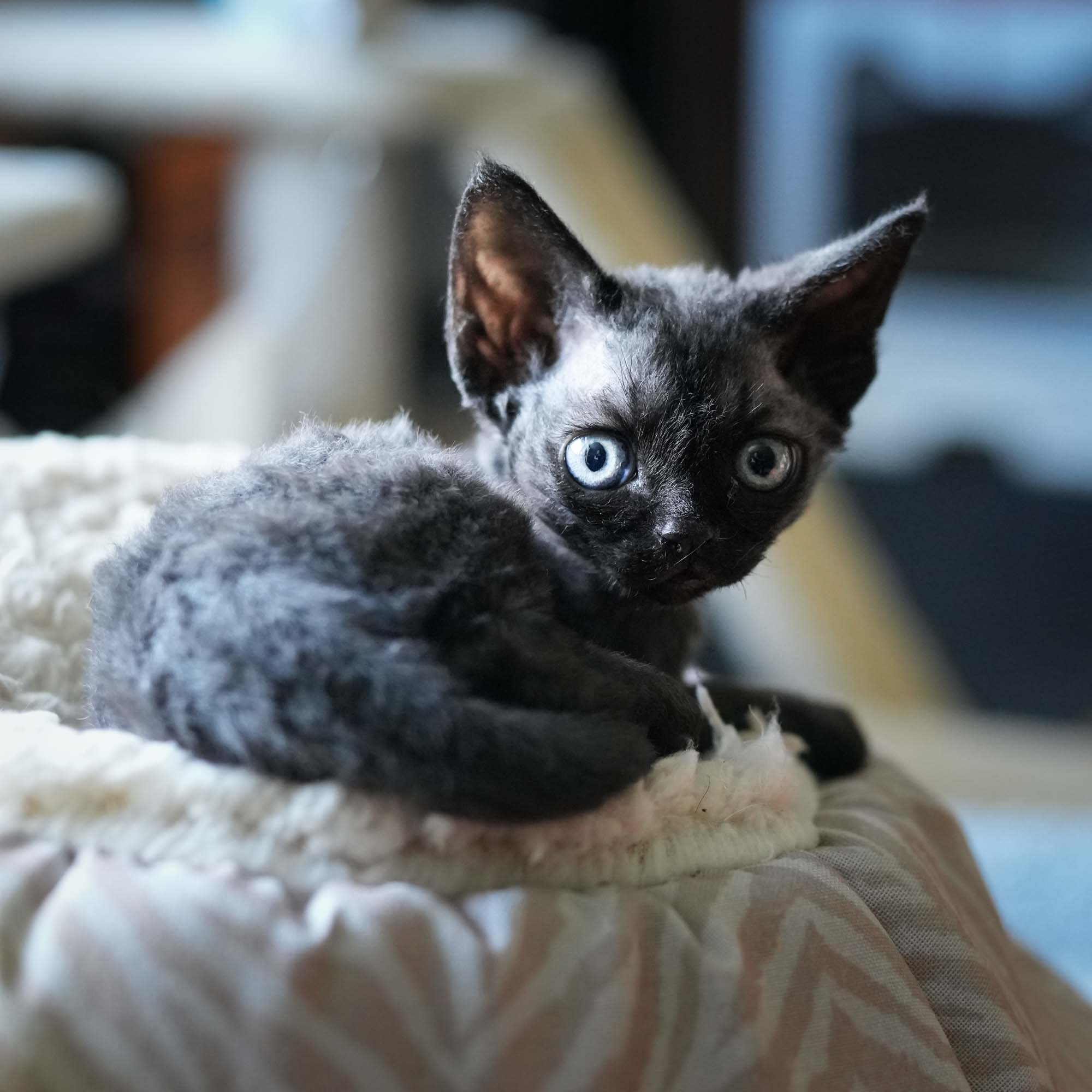 Smoke, boy,  born on  04.11.24, Sold. Devon Rex Pixie Cattery