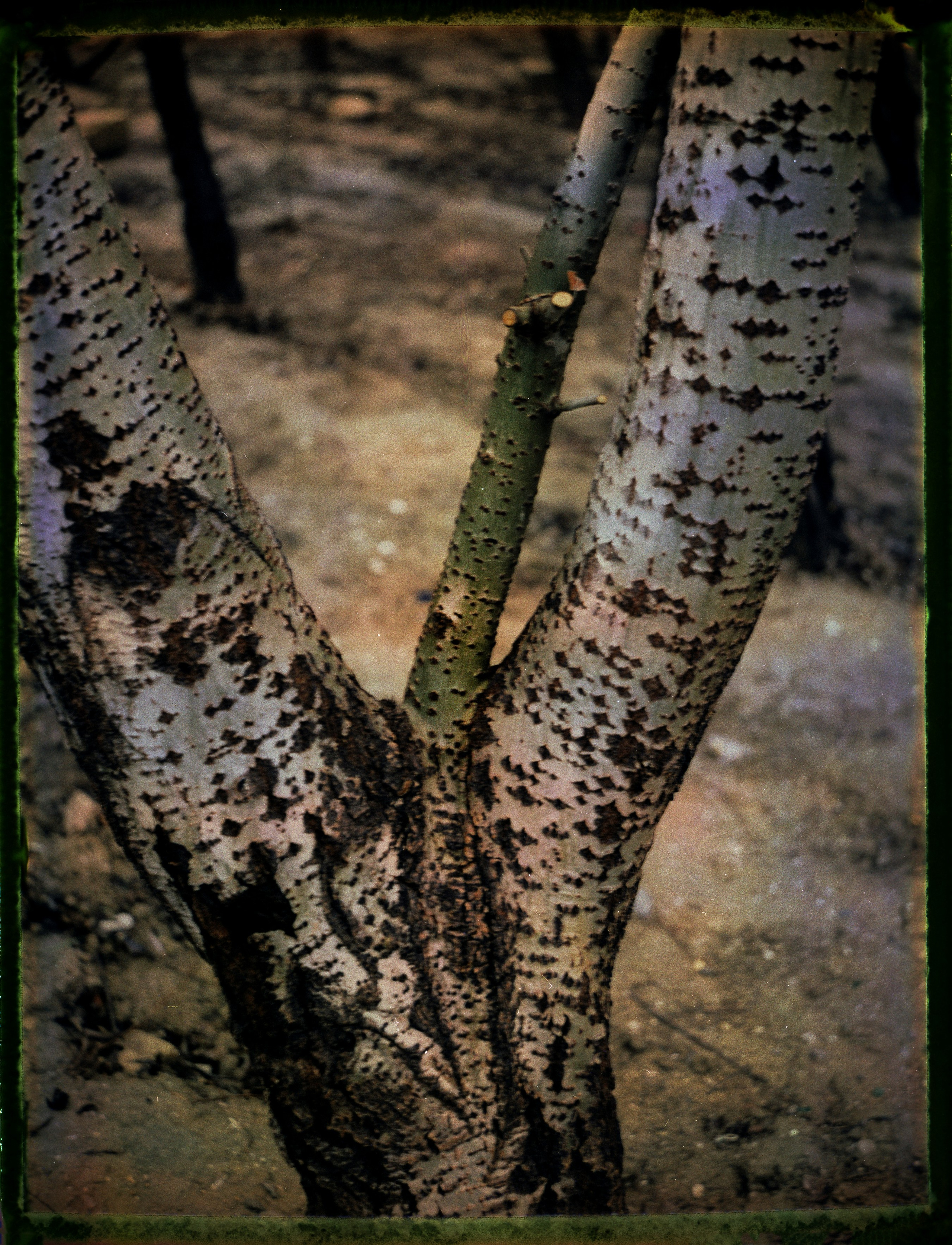 POLAROID. Www.sananaleskerov.com