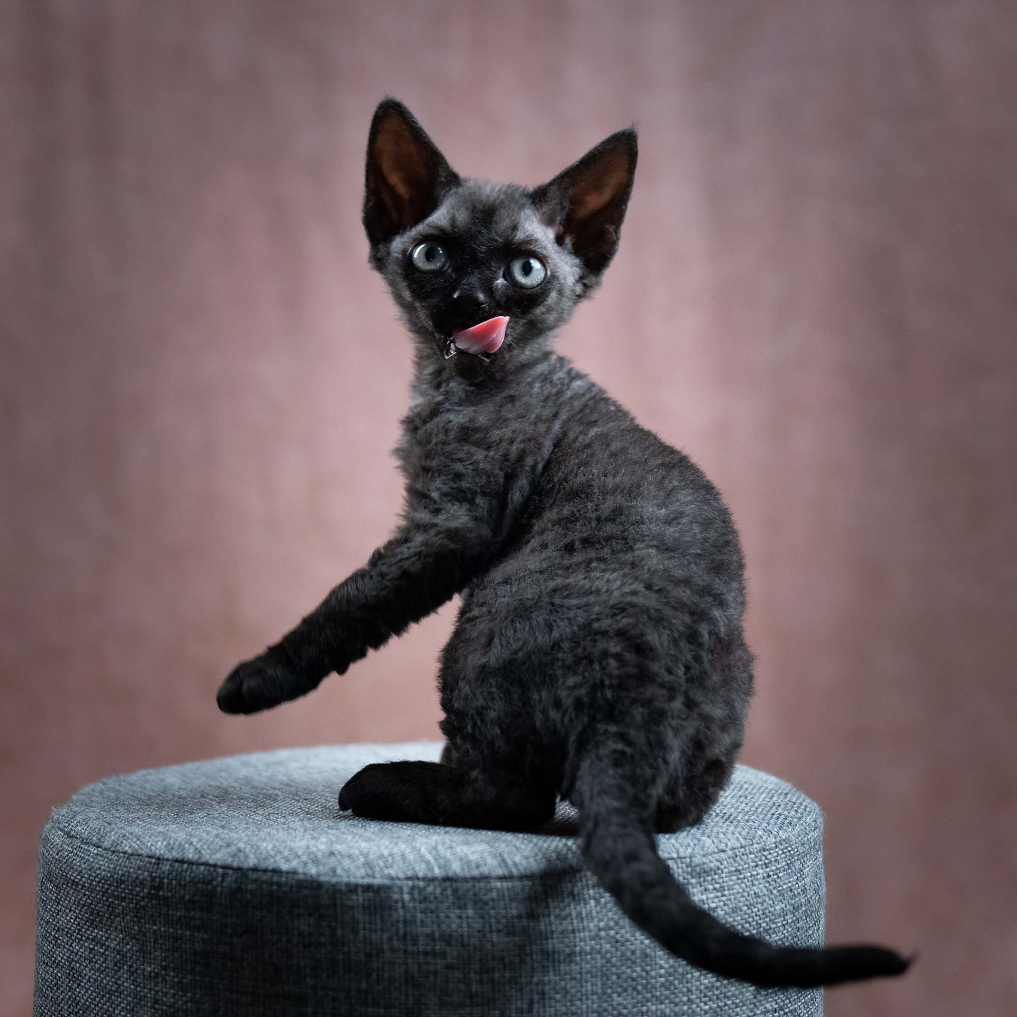 Smoke, boy,  born on  04.11.24, Sold. Devon Rex Pixie Cattery