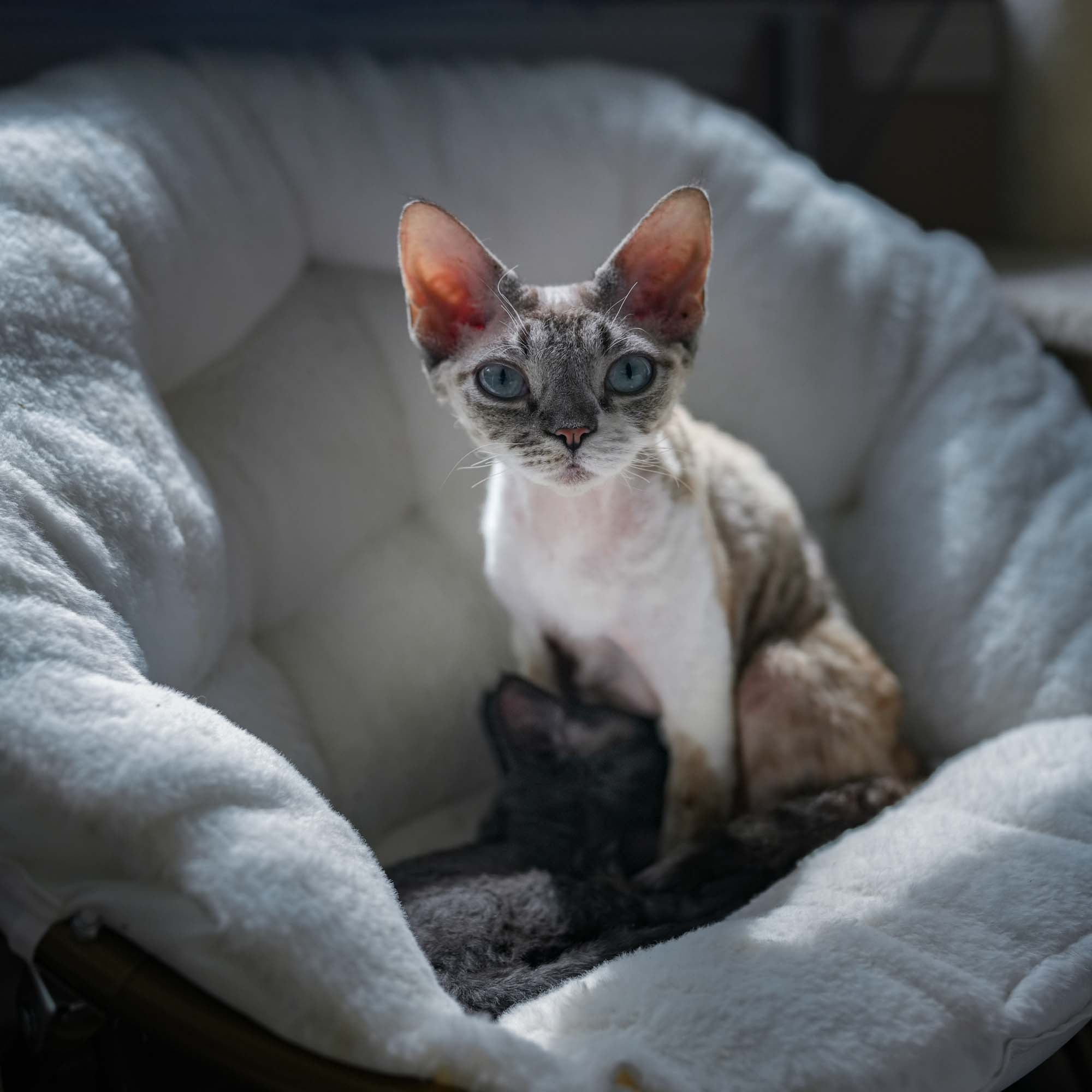 Smoke, boy,  born on  04.11.24, Sold. Devon Rex Pixie Cattery
