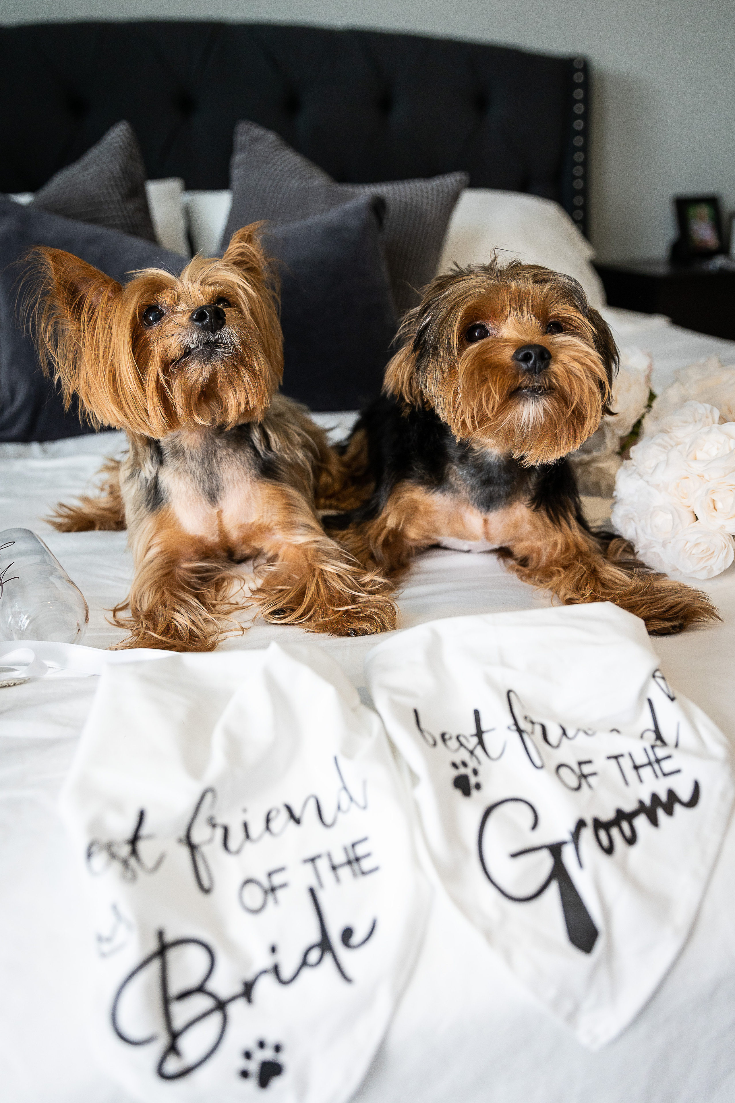 bride wedding pet dog