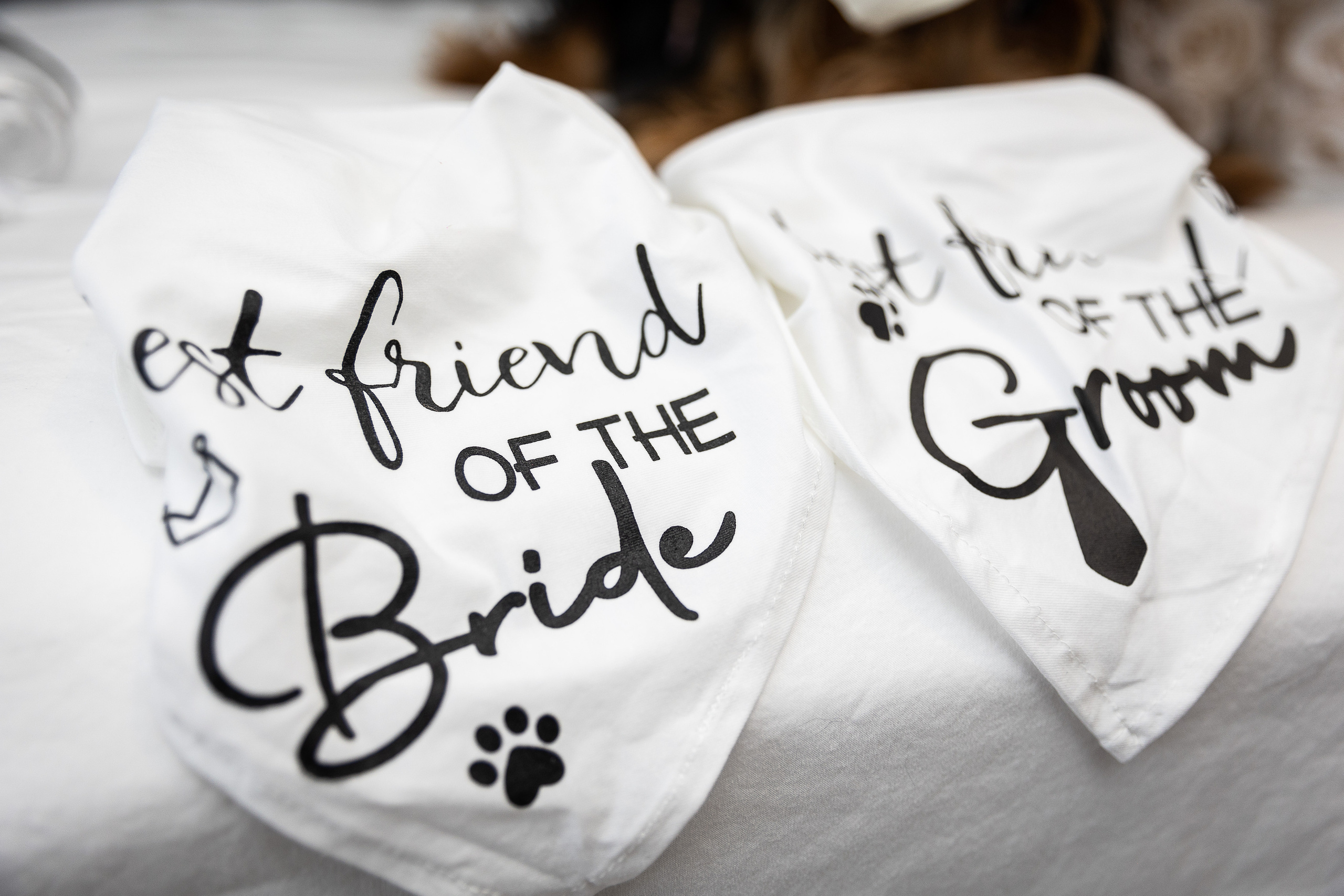 bride wedding pet dog