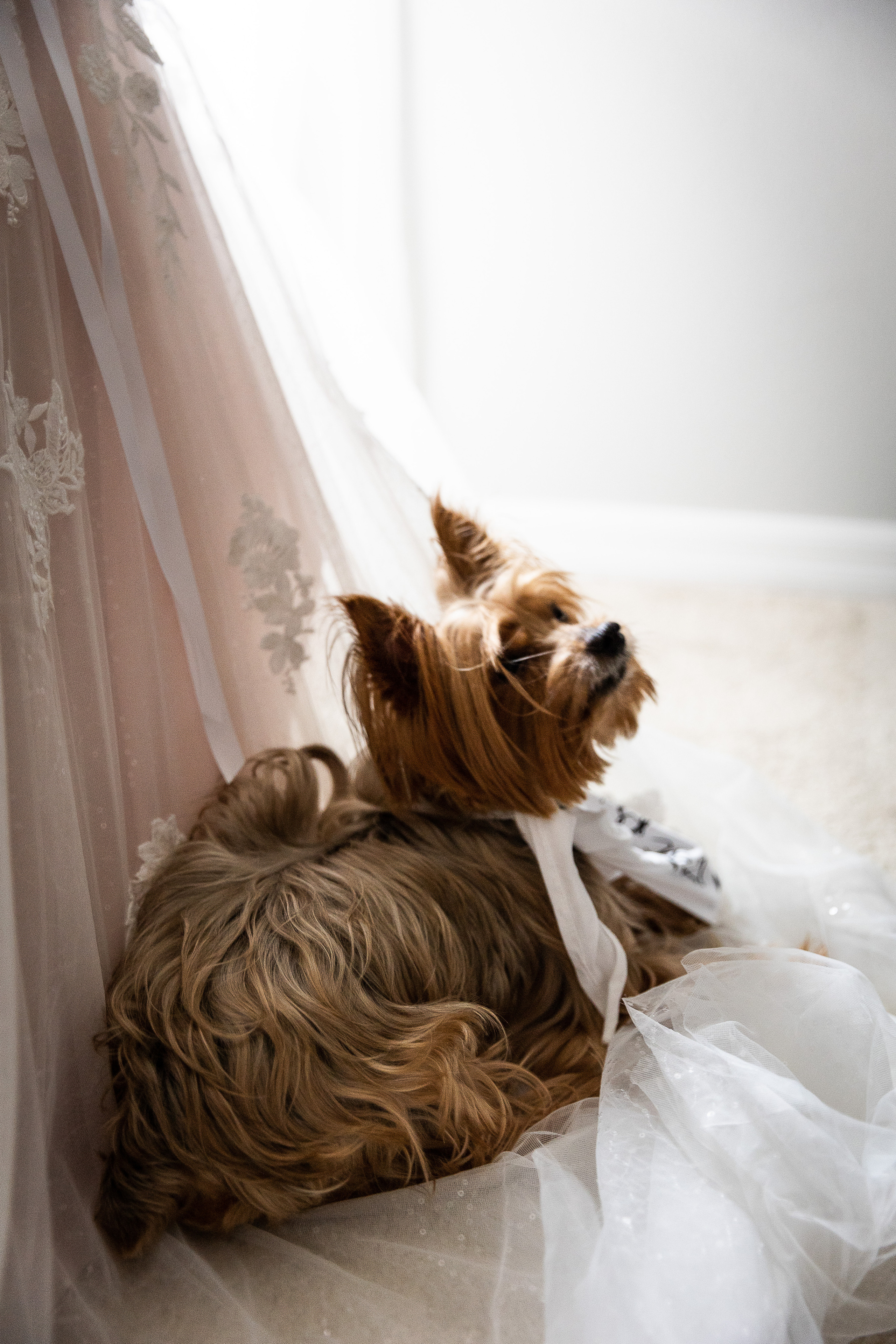 bride is getting ready pet dog