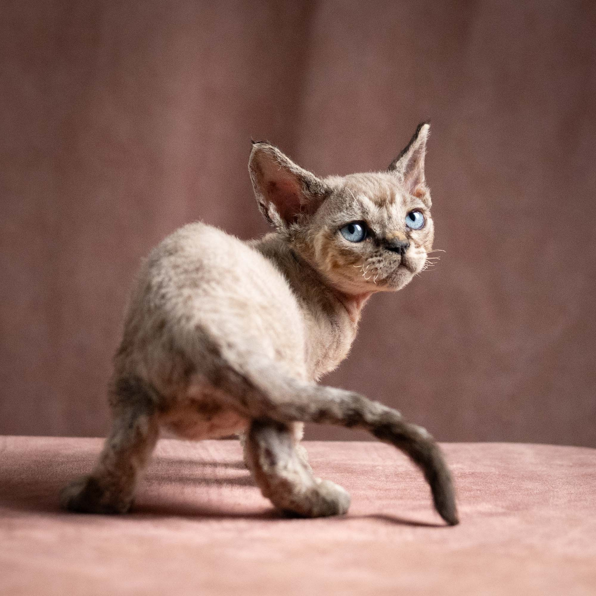 Quincy, boy, born 02.14.26. Devon Rex Pixie Cattery