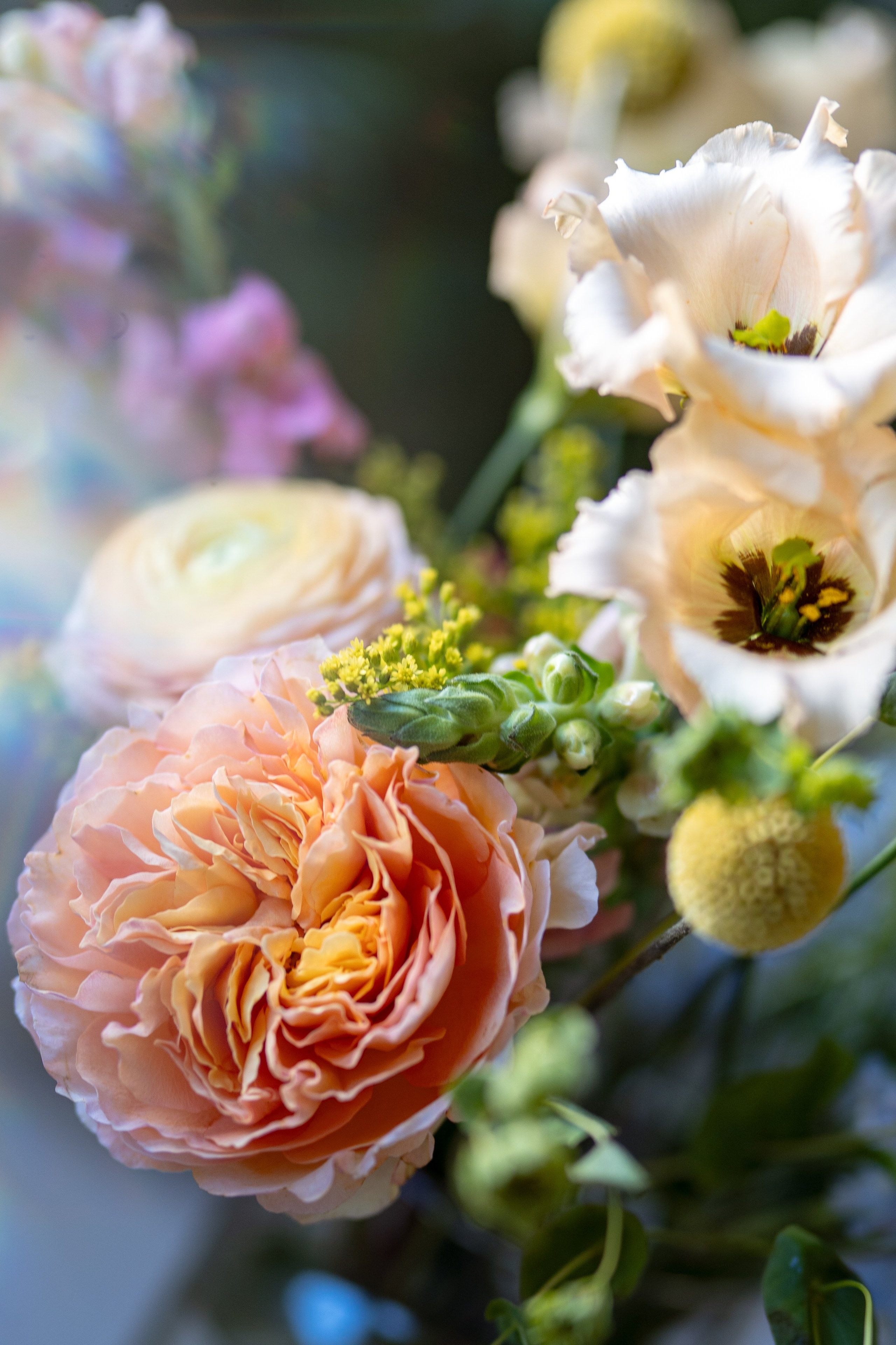 Flowers. Photographer in Madrid, Spain. Alyona Belyaninova