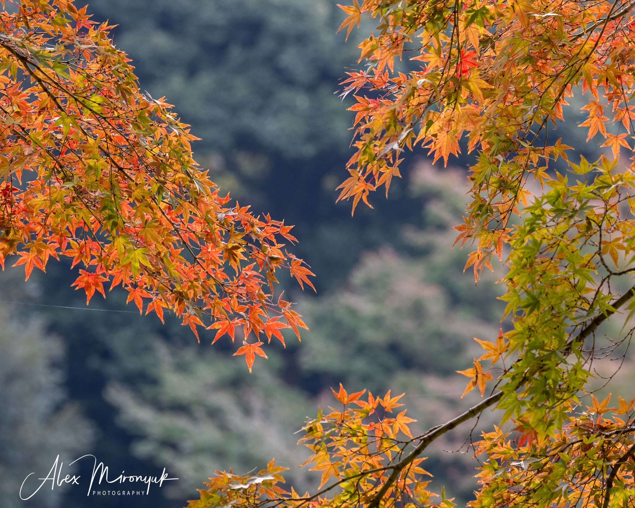 Autumn Colors of Japan. Pet, Senior, Landscape, portrait studio, photographer in Miami and Sou