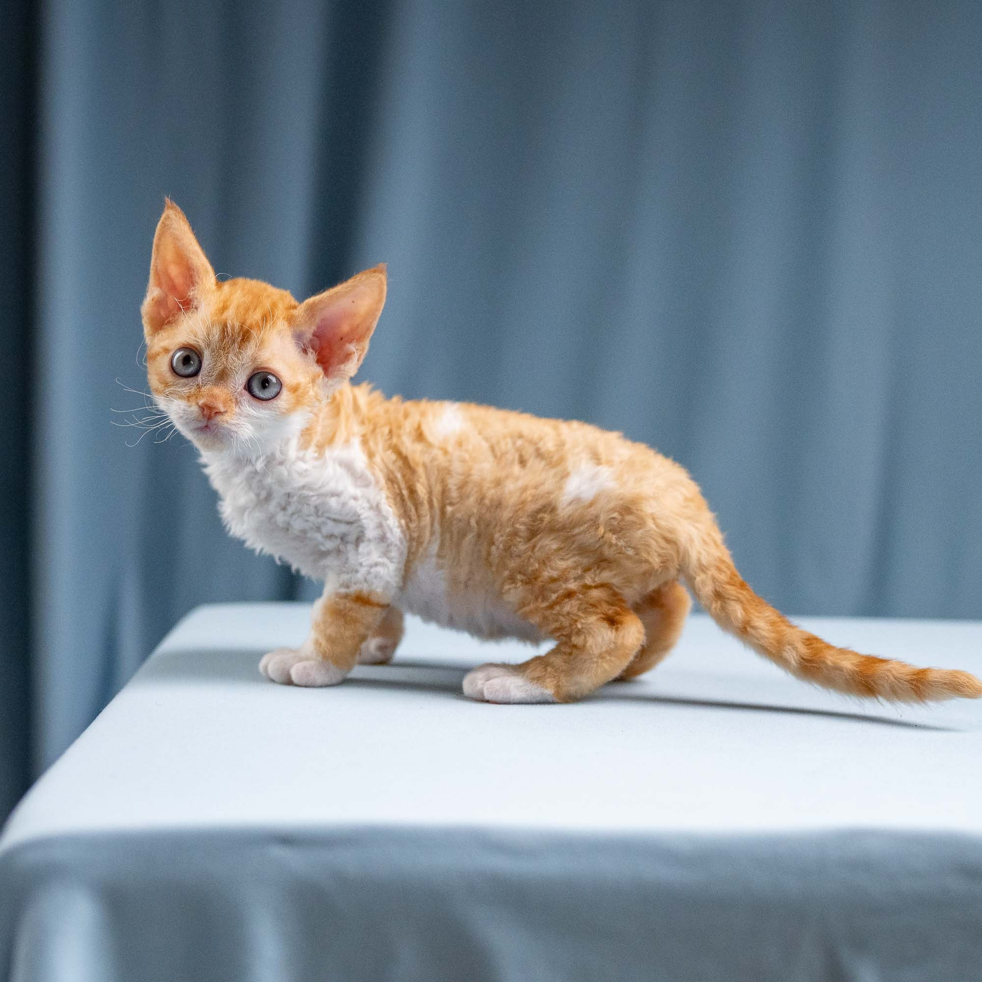 Jessie, girl, born 06.25.2025. Devon Rex Pixie Cattery