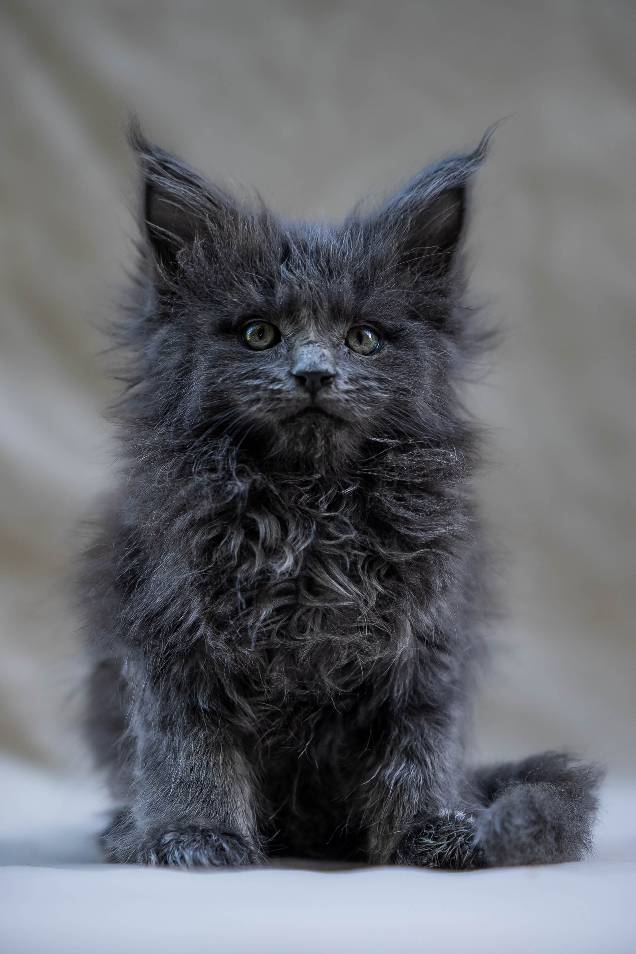 Senator Orlando. Senator Cat — Maine Coon cattery