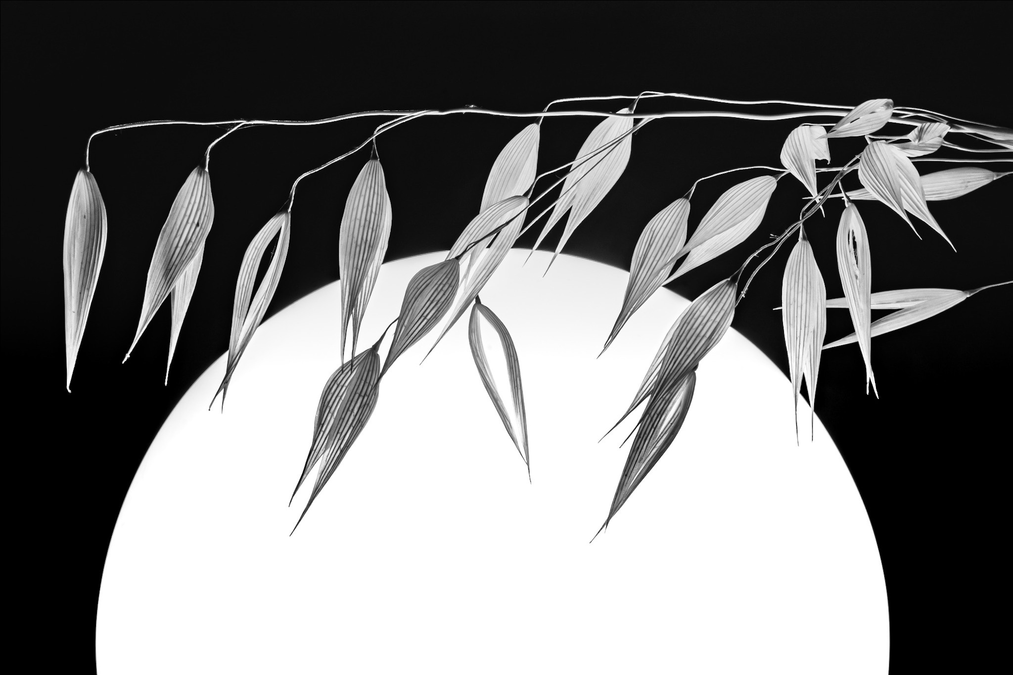 Антонова | фото