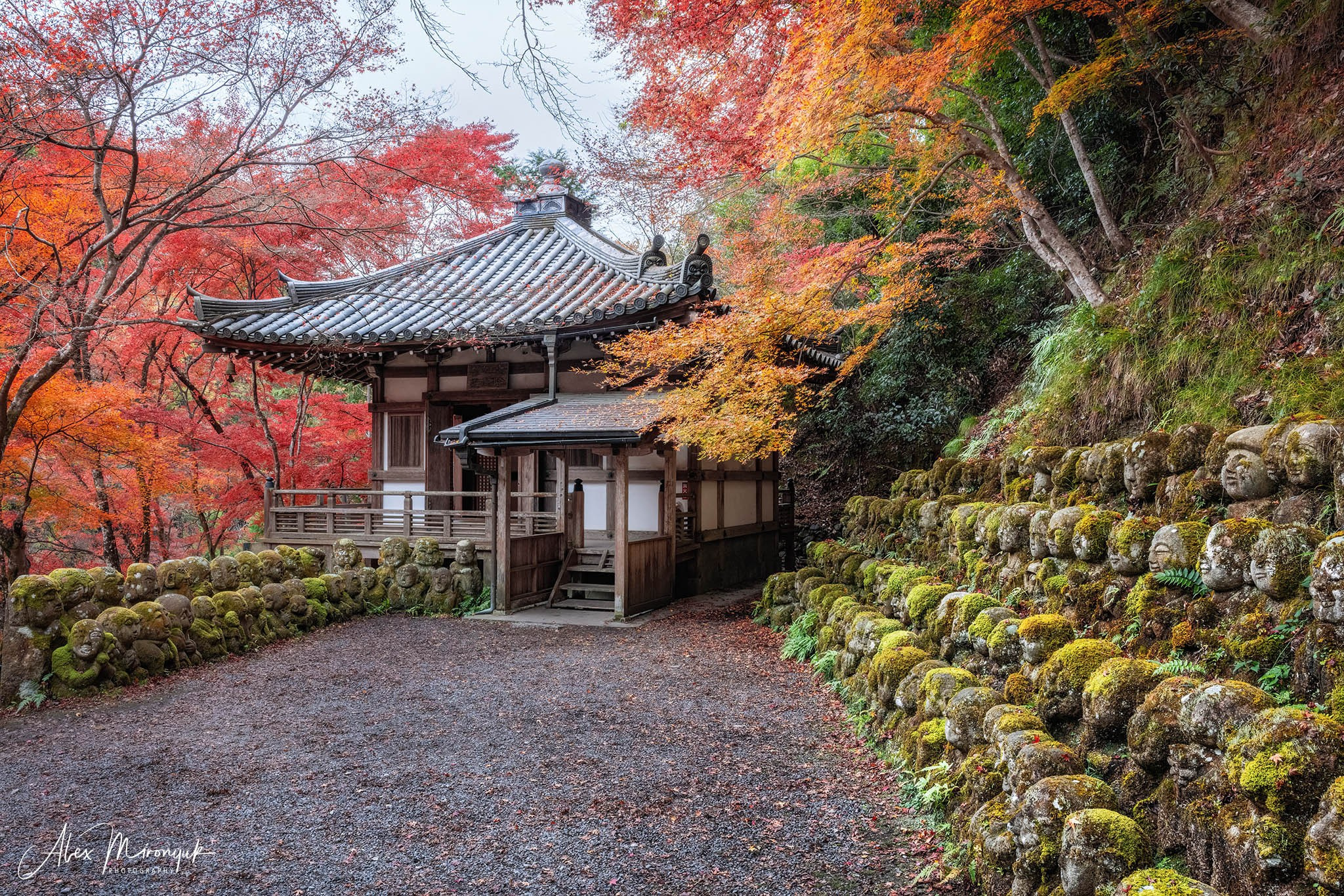 Autumn Colors of Japan. Pet, Senior, Landscape, portrait studio, photographer in Miami and Sou