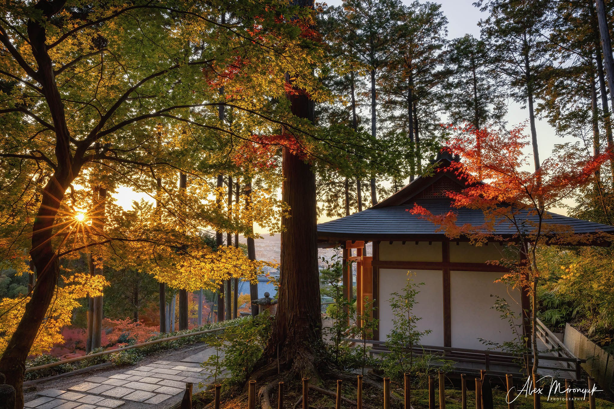 Autumn Colors of Japan. Pet, Senior, Landscape, portrait studio, photographer in Miami and Sou