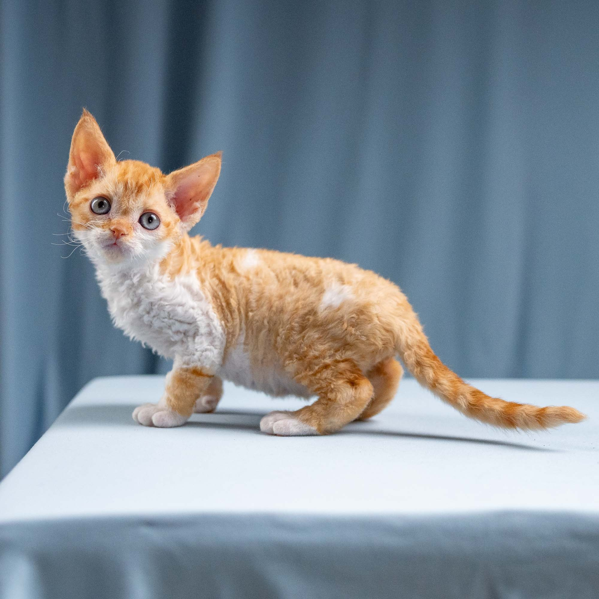 Jessie, girl, born 06.25.2025. Devon Rex Pixie Cattery