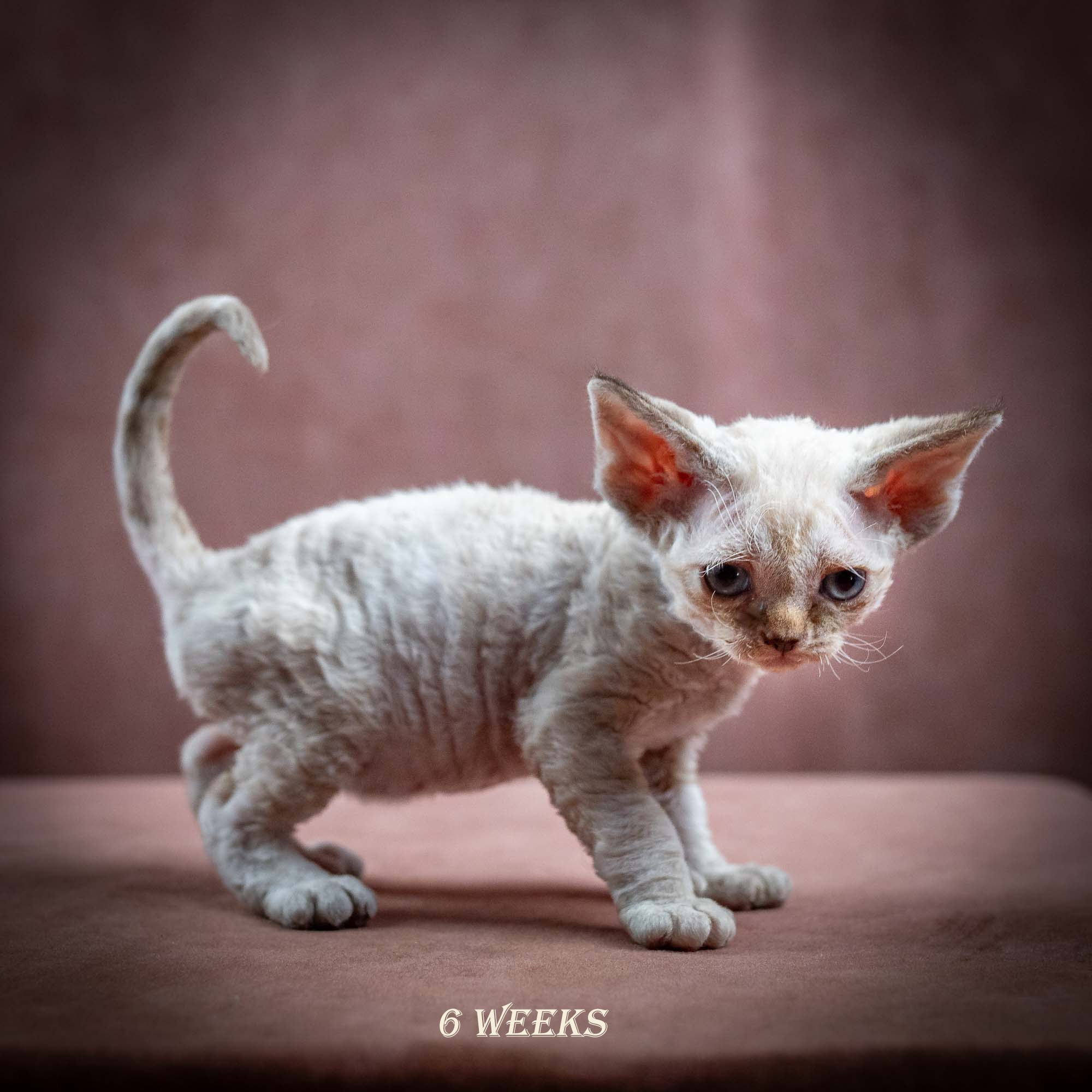 Izzy, girl, born 06.01.2025. Devon Rex Pixie Cattery