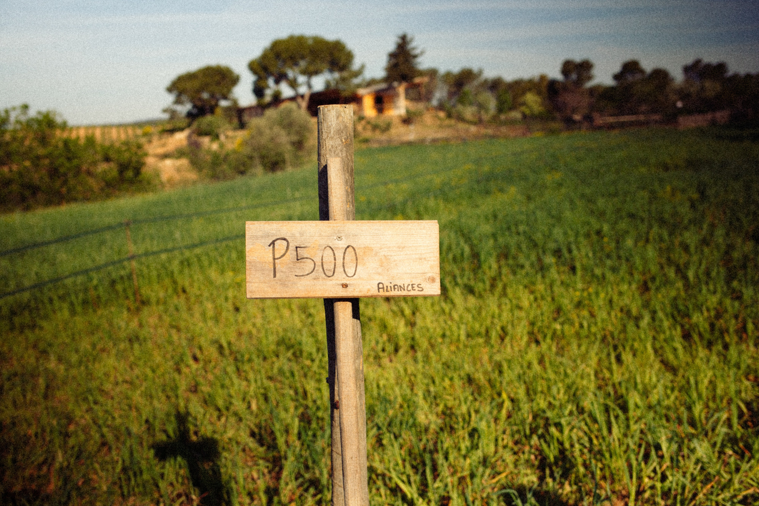 Discover how biodynamic practices bring life and texture to Gramona’s vineyards