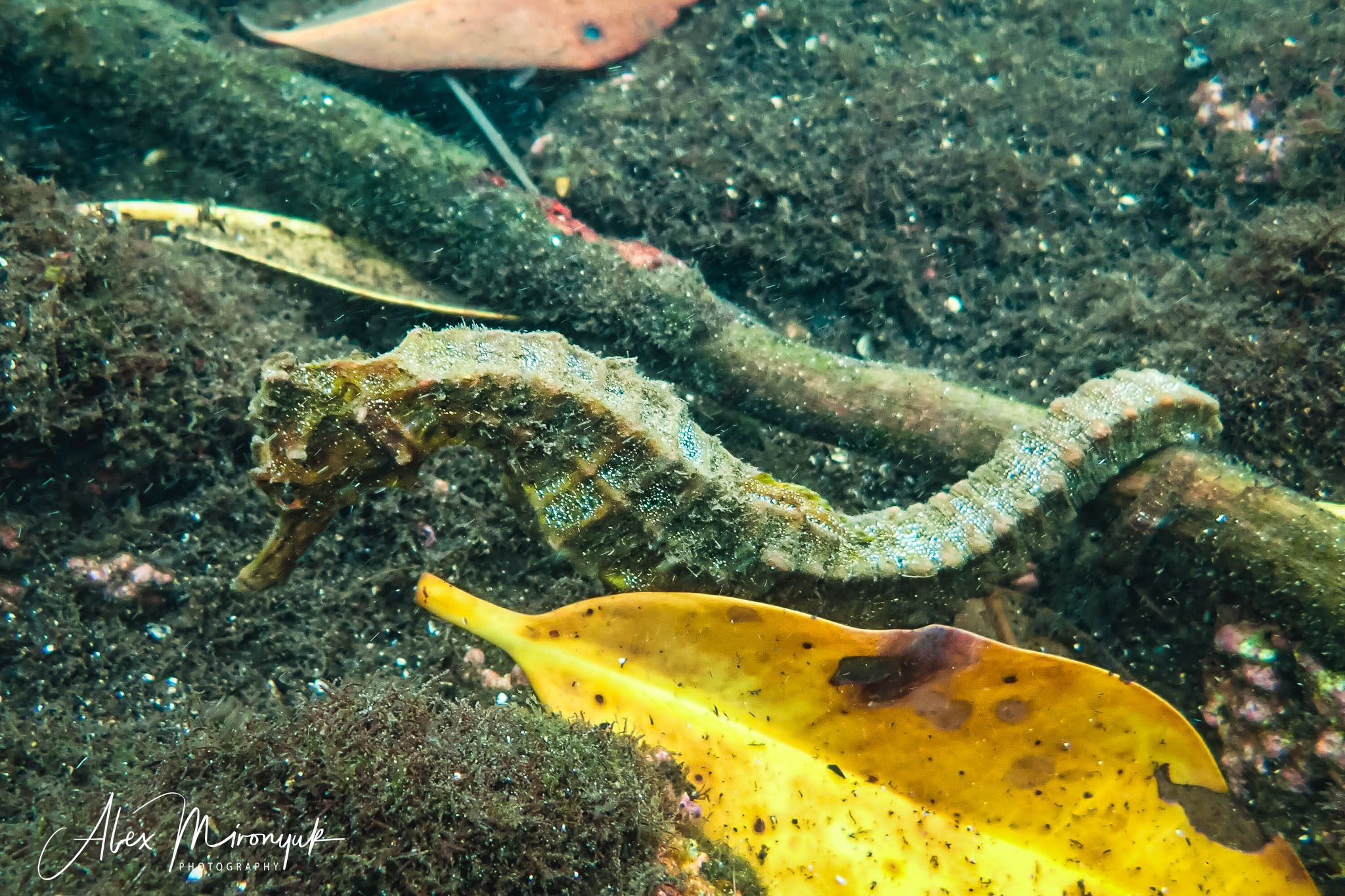 Galapagos Islands Adventure. Alex Mironyuk Photography