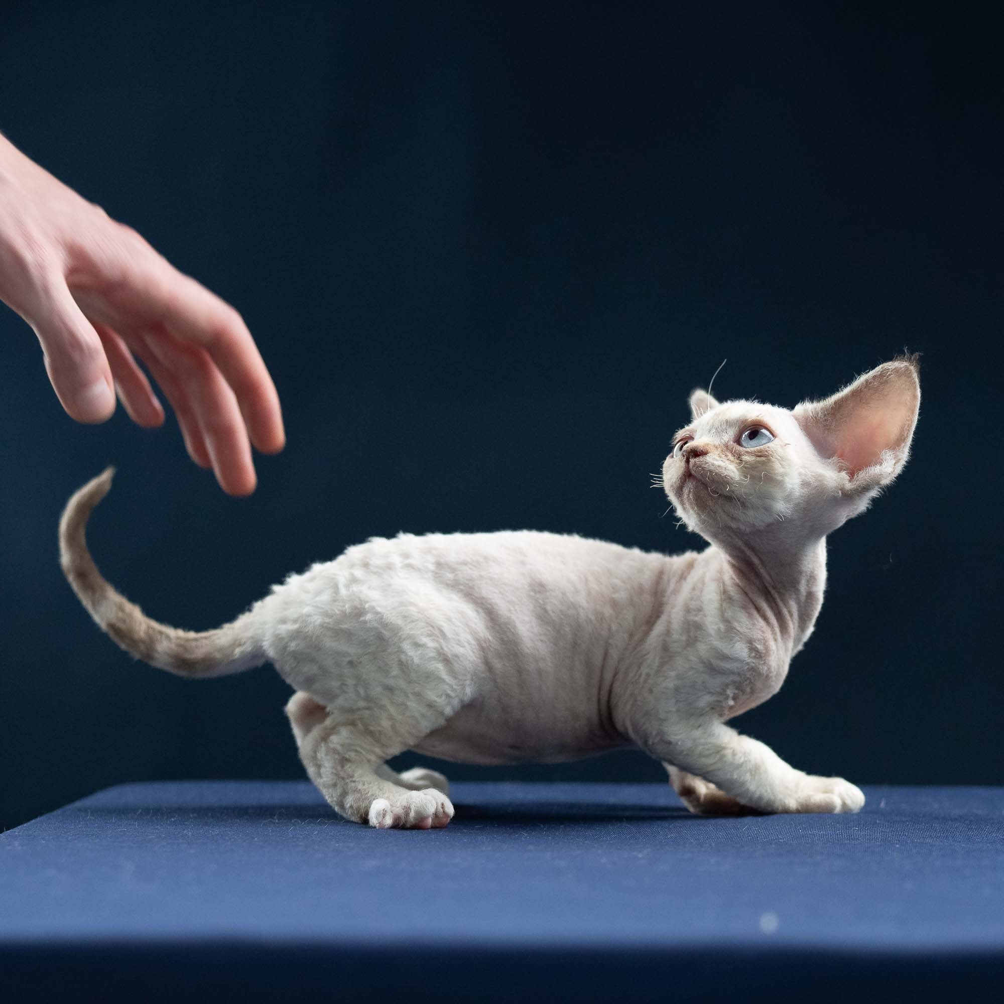 Ivy, girl, born 06.01.2025. Devon Rex Pixie Cattery