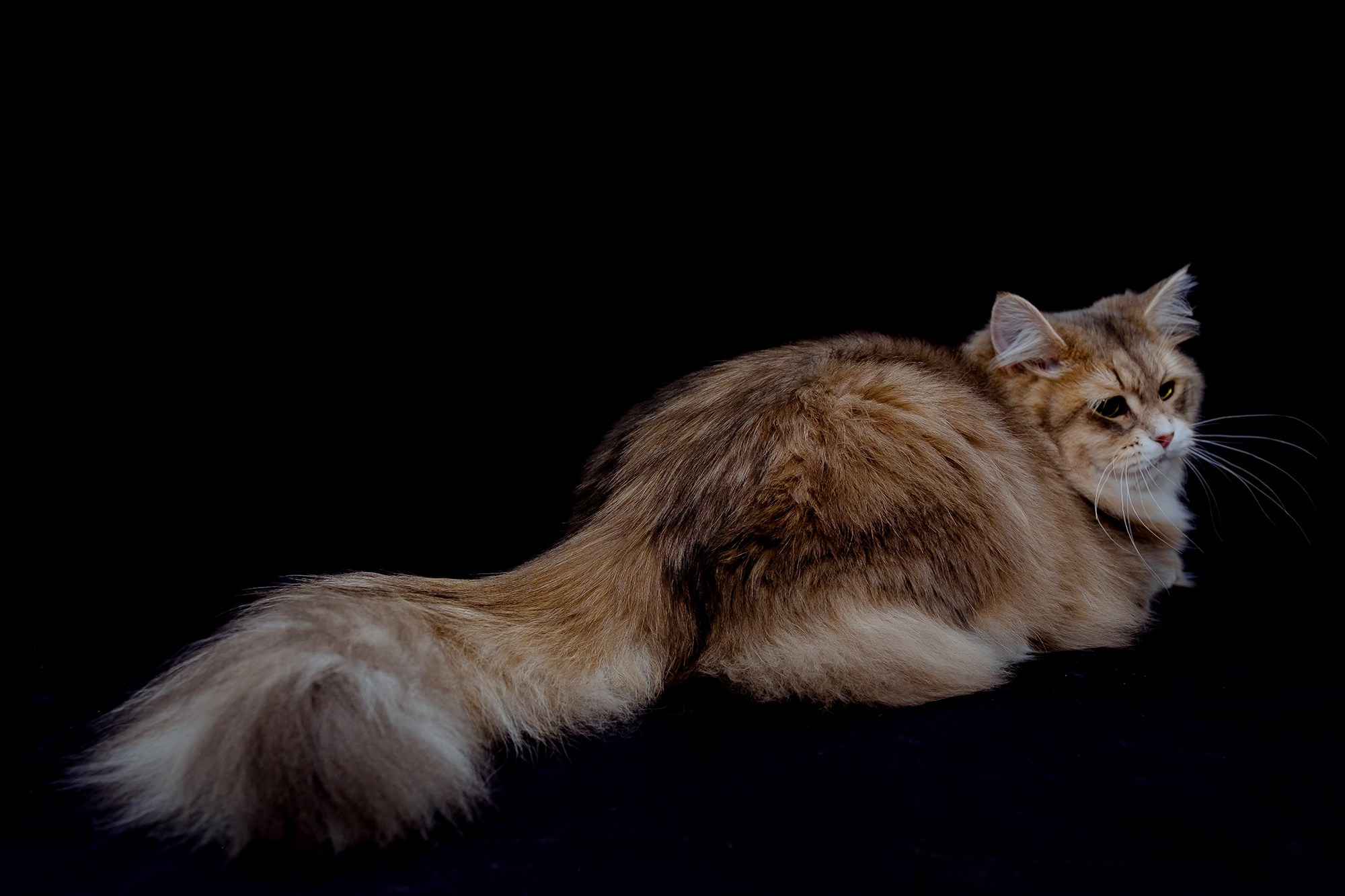Katzen | Females. Photographer Татьяна
