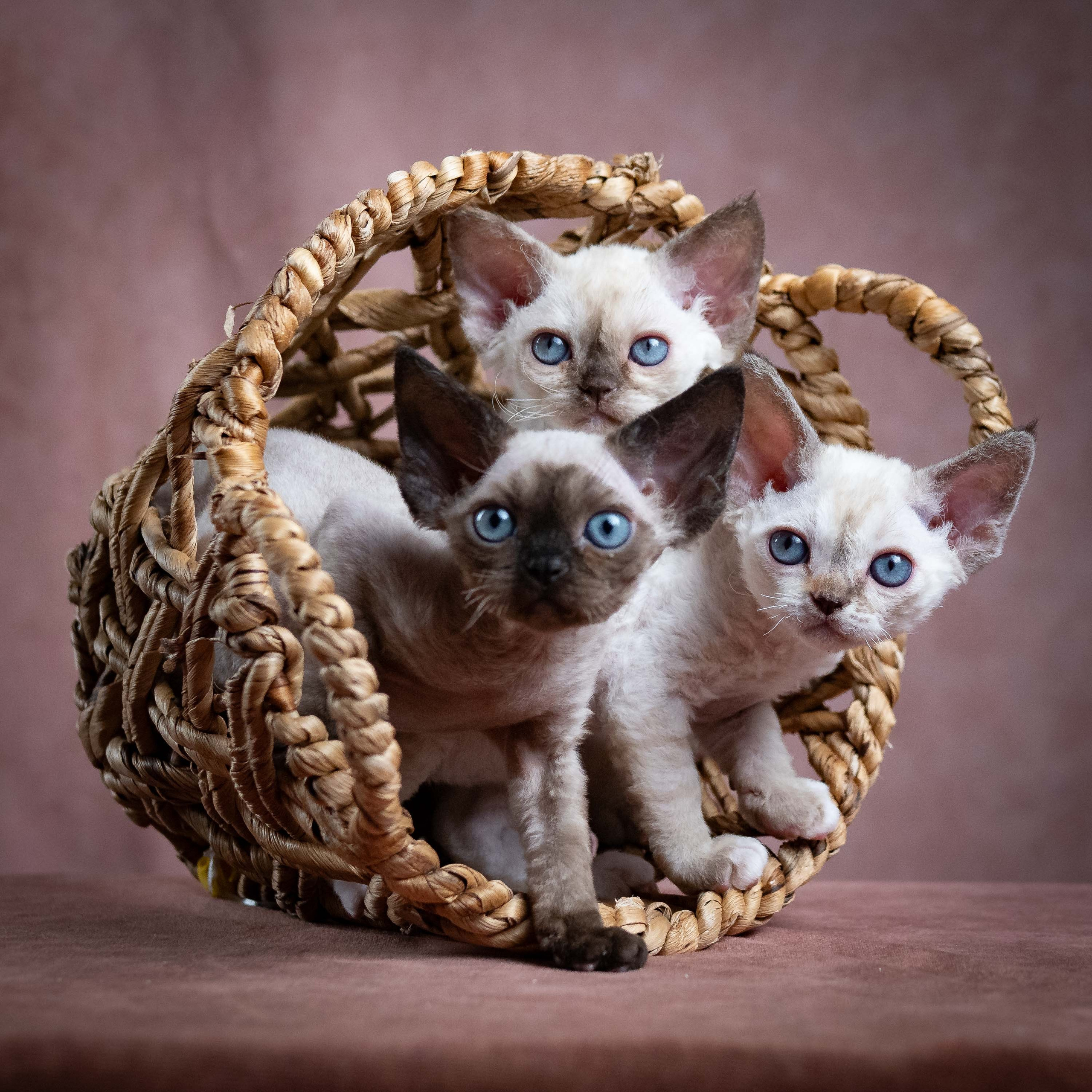Devon Rex Pixie Cattery
