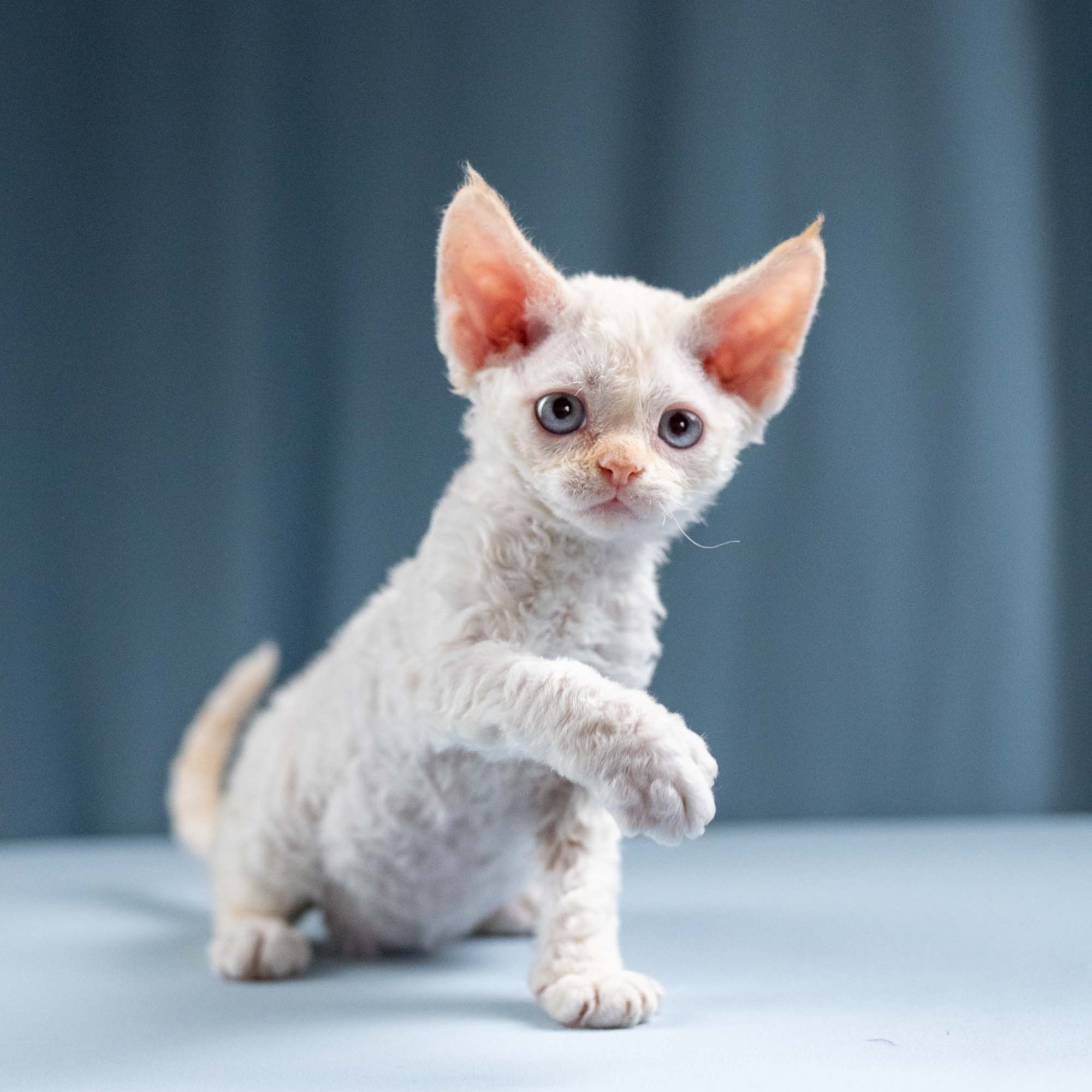 Jasmin, girl, born 06.25.2025. Devon Rex Pixie Cattery