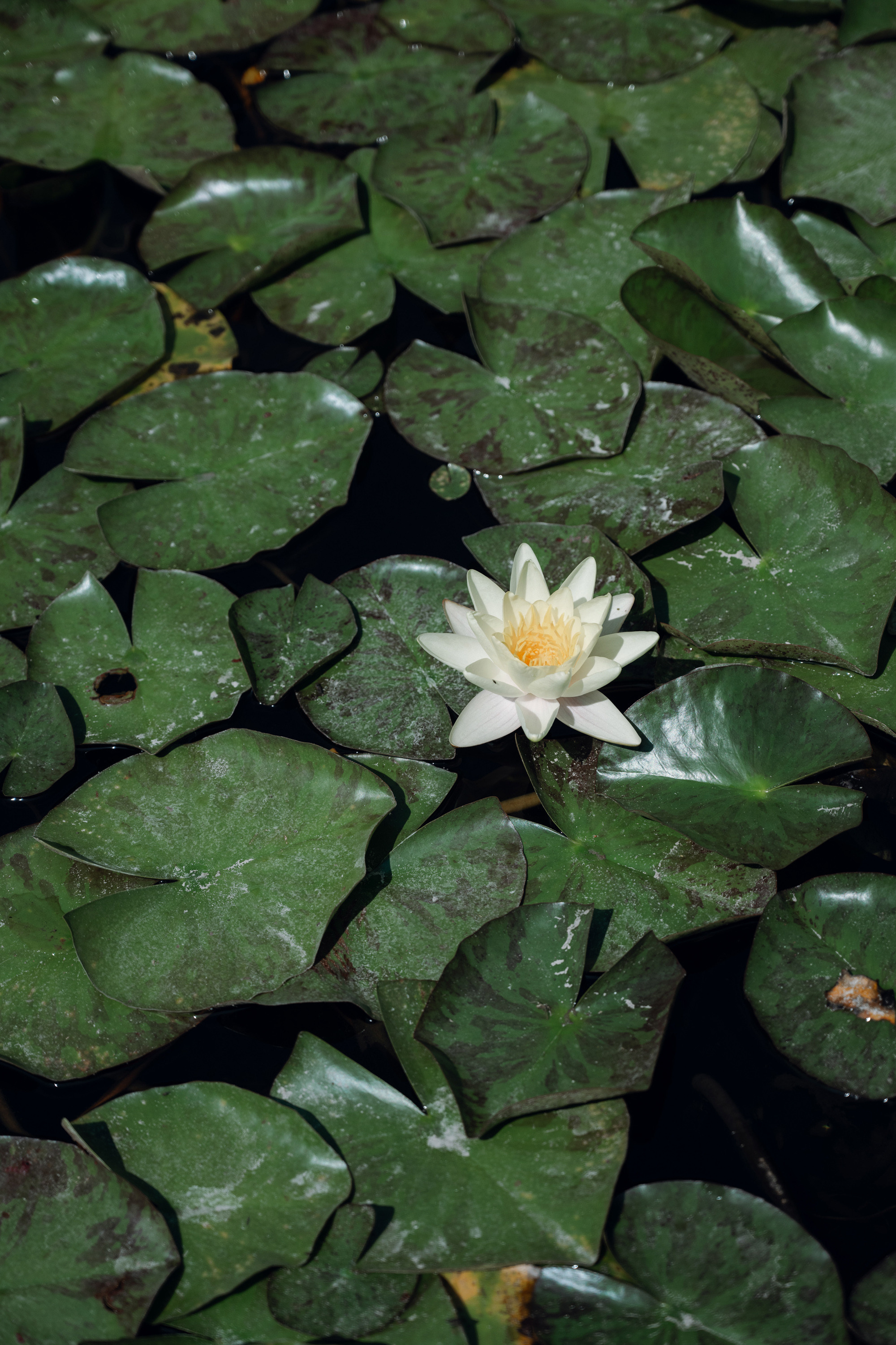 a white flower floating in a pond of water