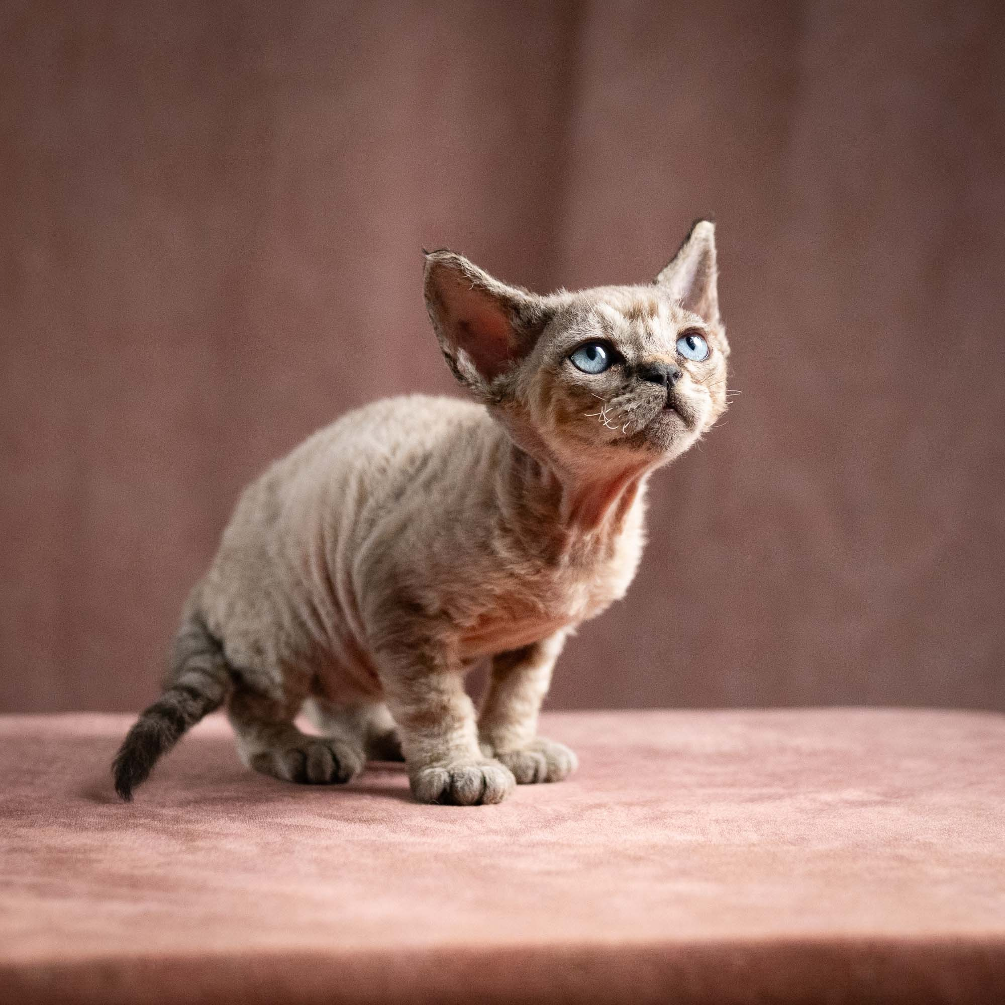 Quincy, boy, born 02.14.26. Devon Rex Pixie Cattery