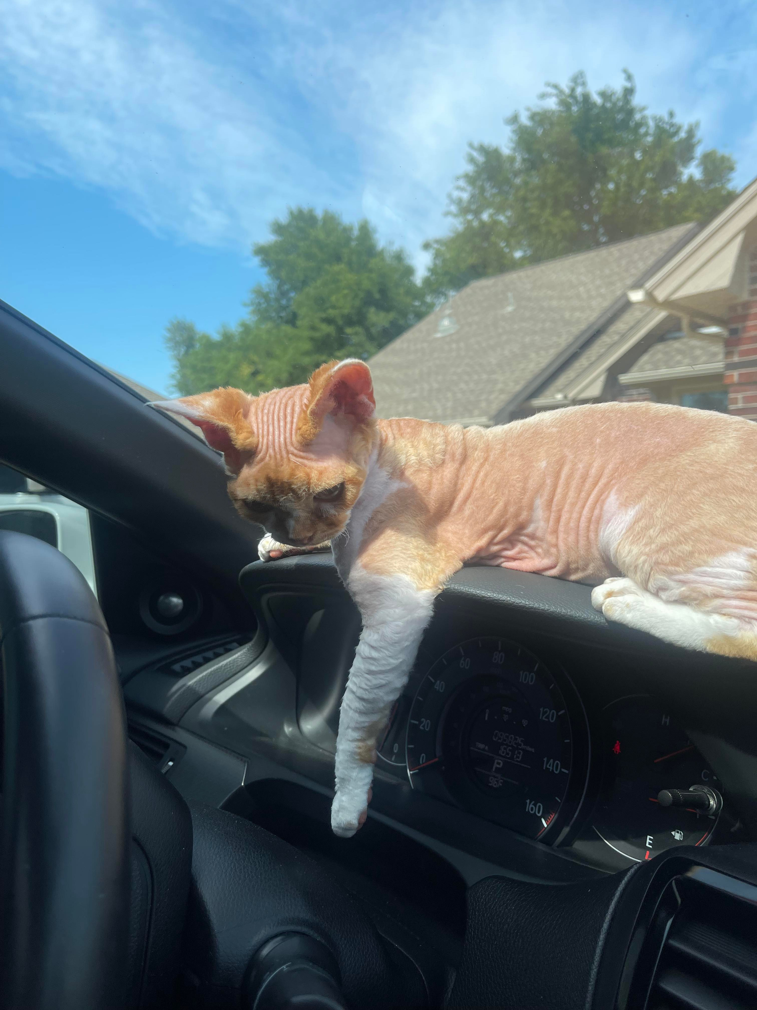 Homer, Boy, born on 02.01.23, SOLD. Devon Rex Pixie Cattery