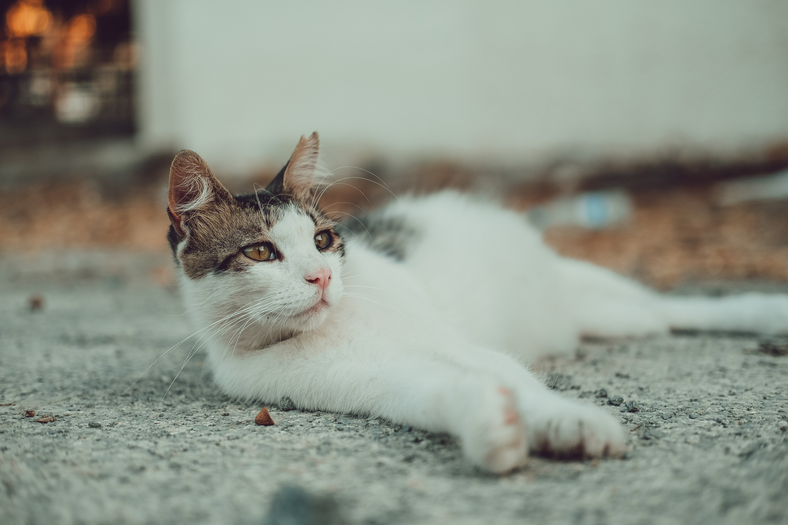 Feral Cat in Limassol