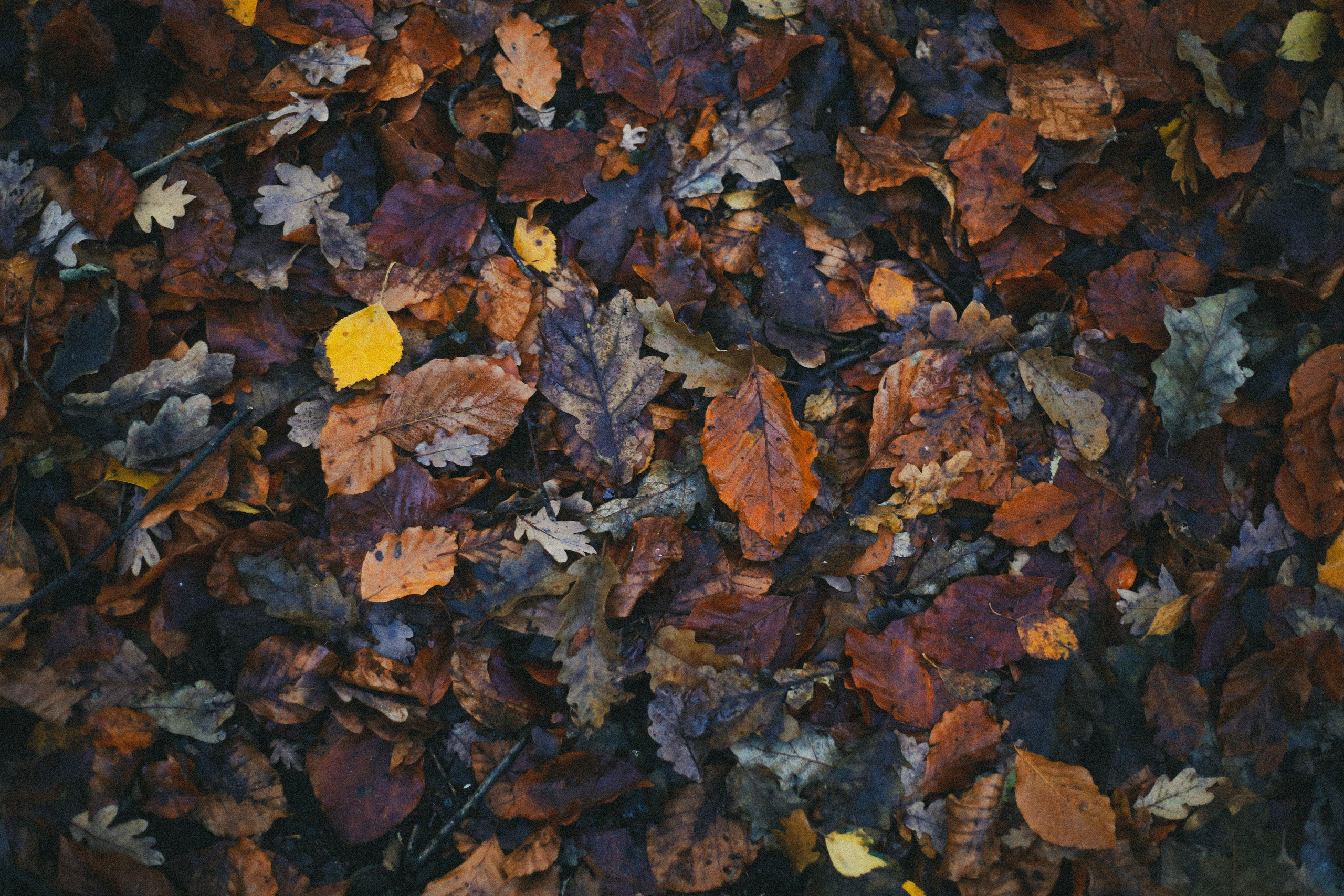 Zoe Hampstead Heath. Victoria Dini. Art photography in London / Folkestone, UK
