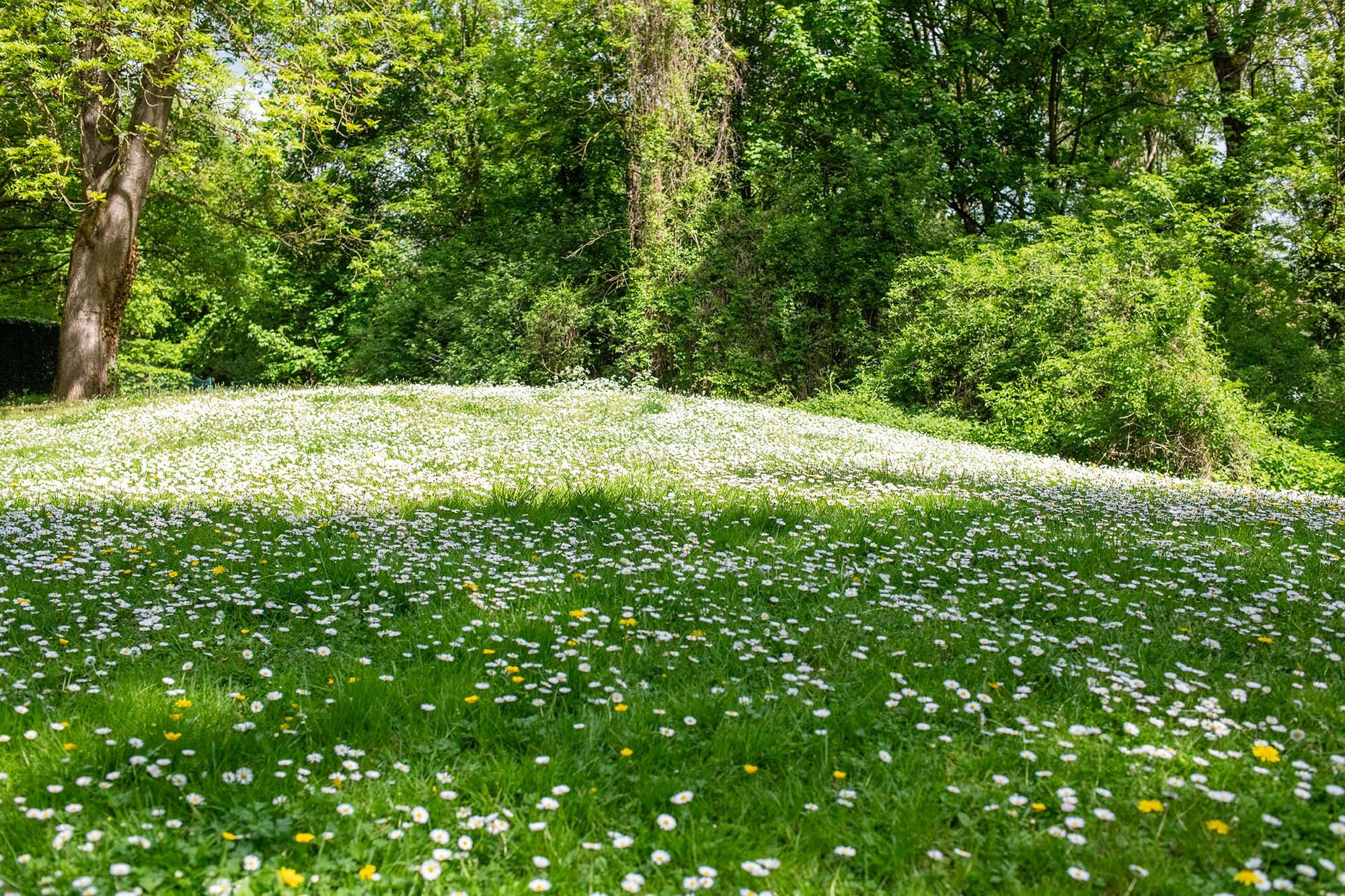 Meadow of blooming white daisies surrounded by trees in the gardens of the Château de Monte-Cristo near Paris, France.