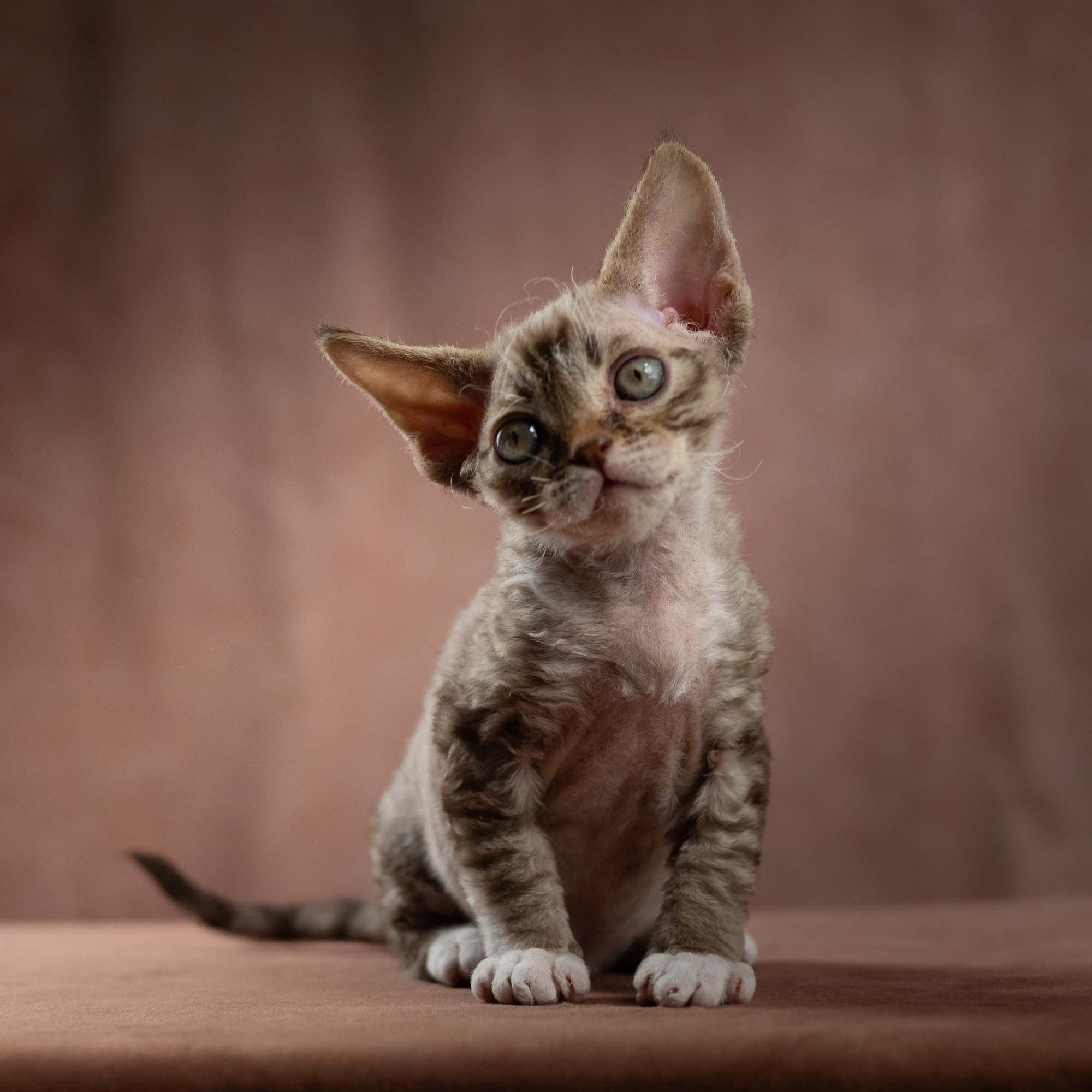 Elvis, boy, born on 06.09.24 SOLD. Devon Rex Pixie Cattery