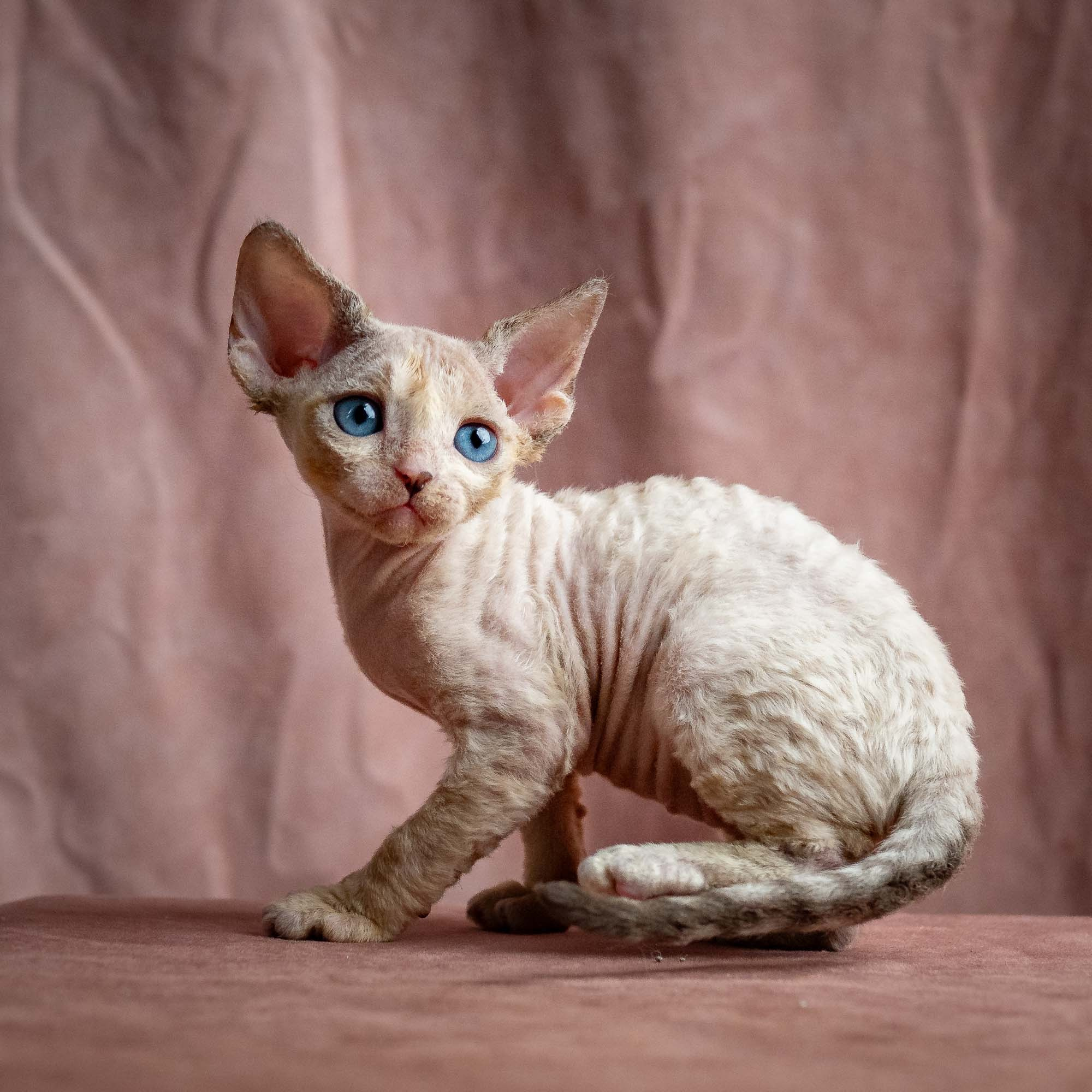Rocco, boy, born 05.08.26. Devon Rex Pixie Cattery