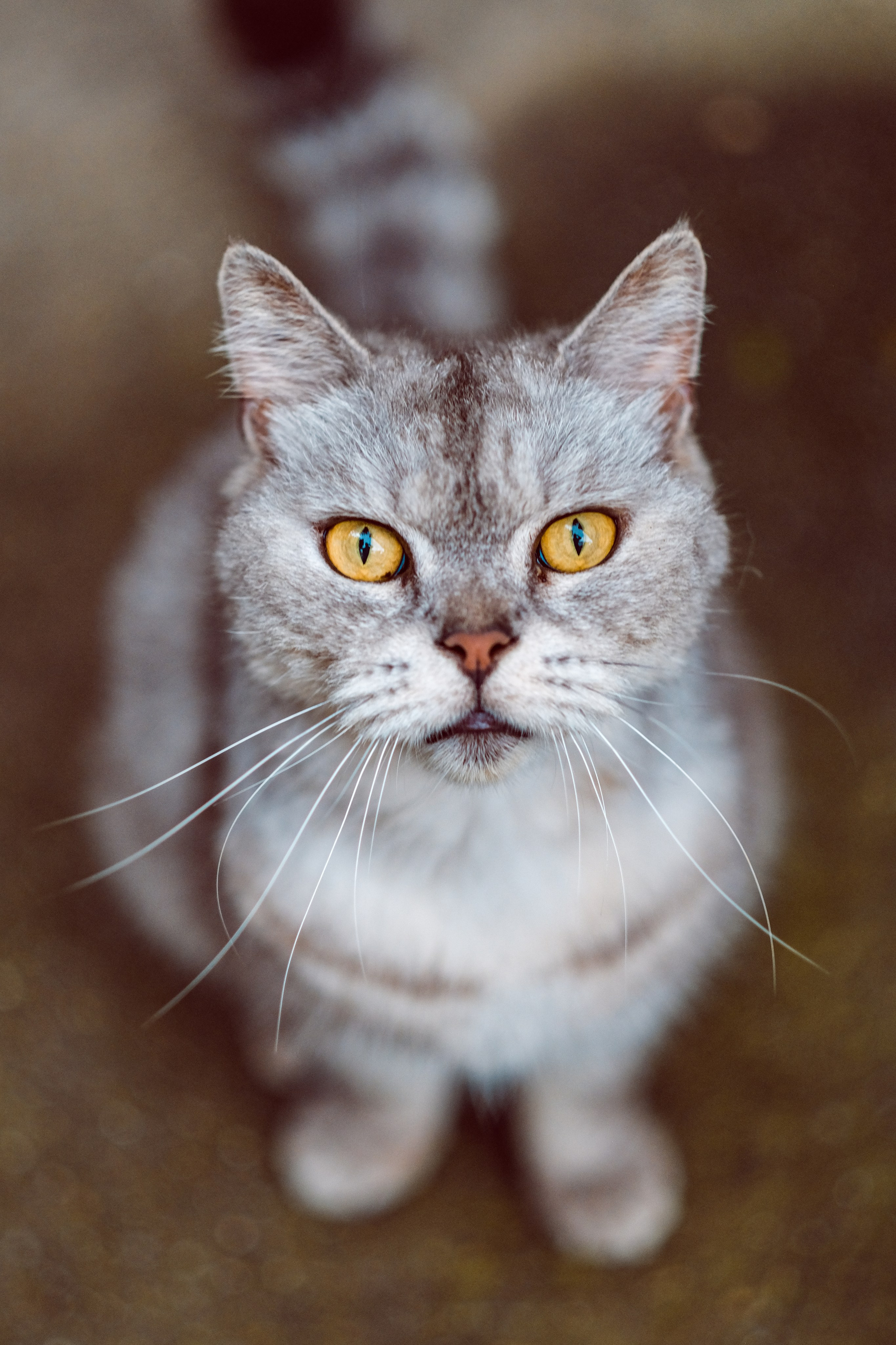 Stray cat in Guangzhou - FUJIFILM XPRO3 56mm F1.2