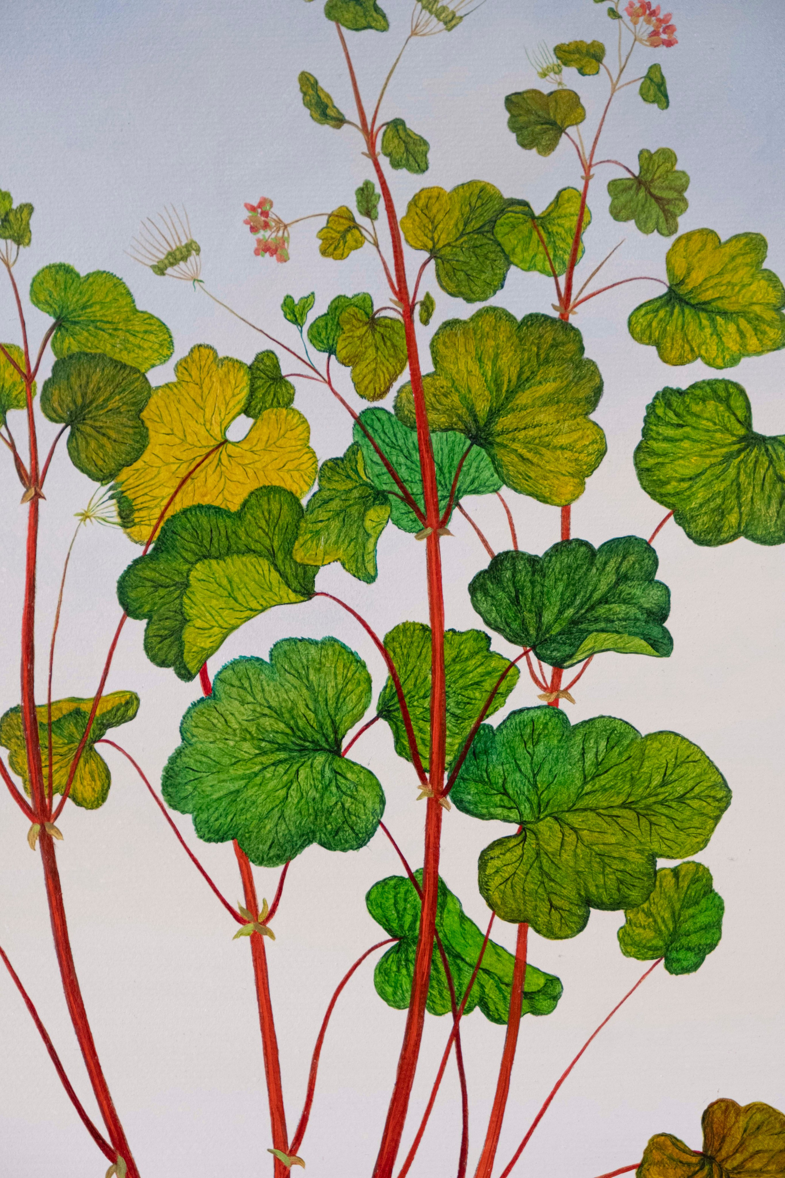 Botanical Etude No. 14. ELEN BEZHEN