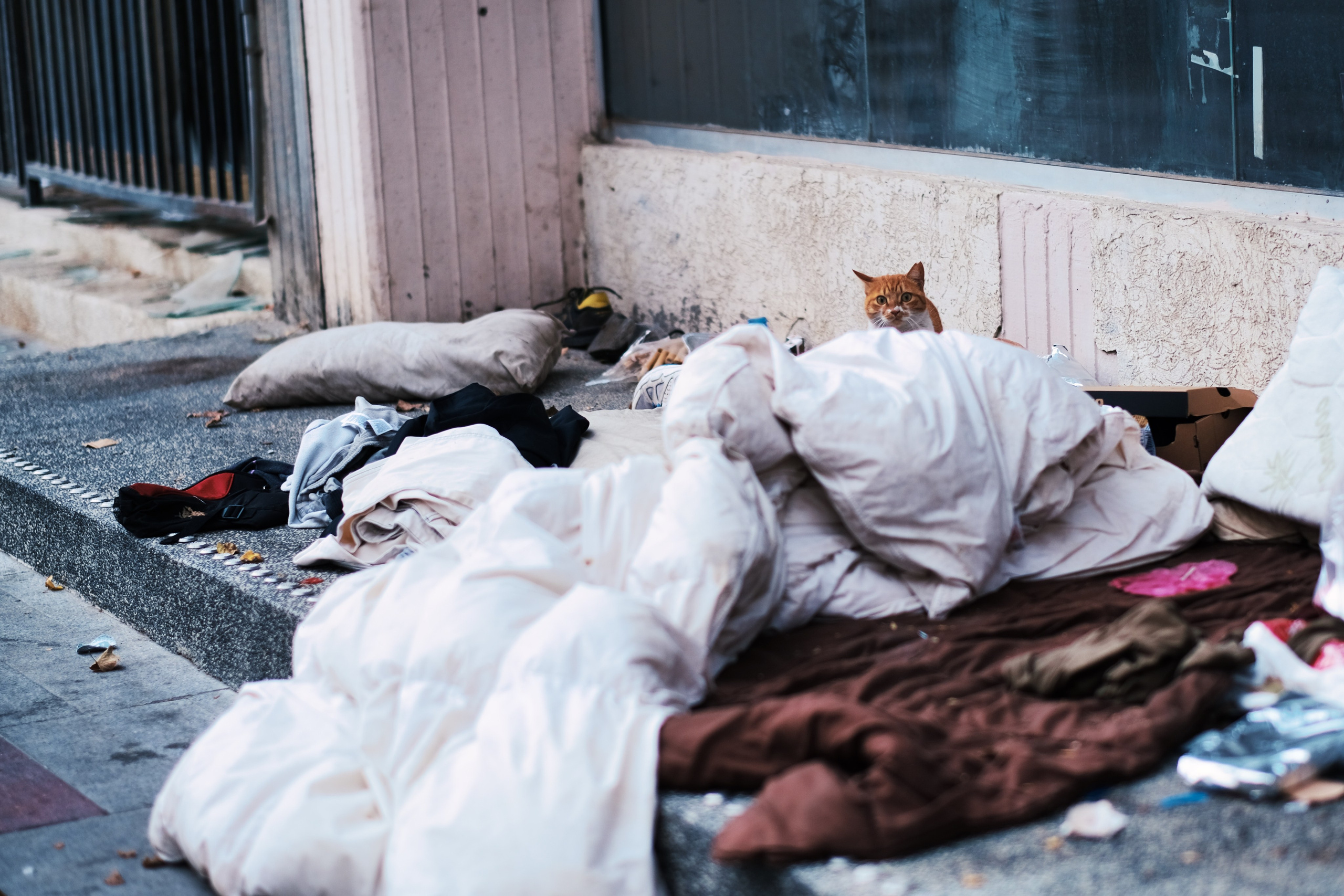 Feral Cat in Cyprus
