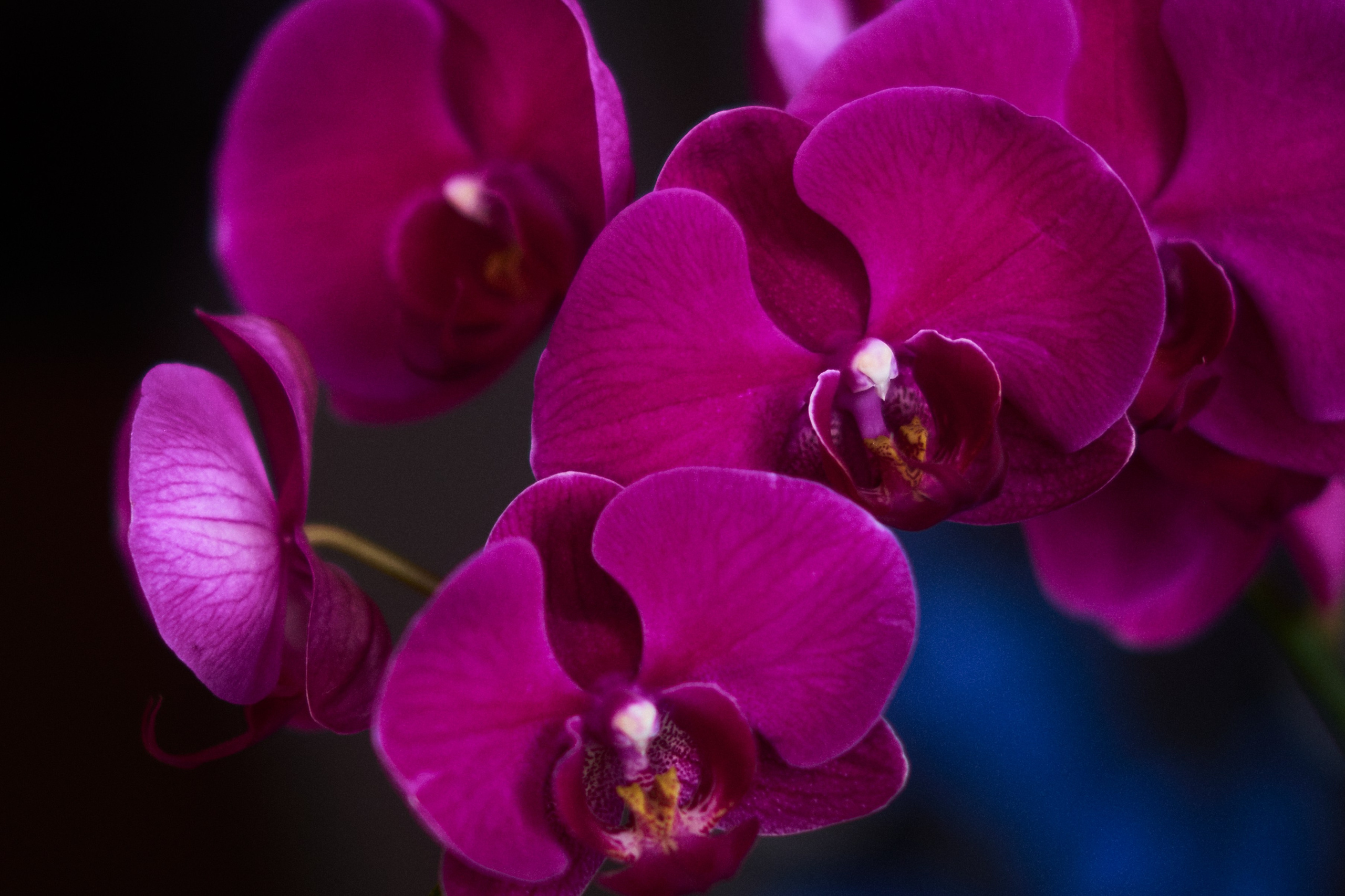 Echolith art photo project by Petr Nabutov. Petr Nabutov. Portrait photography, Cambodia