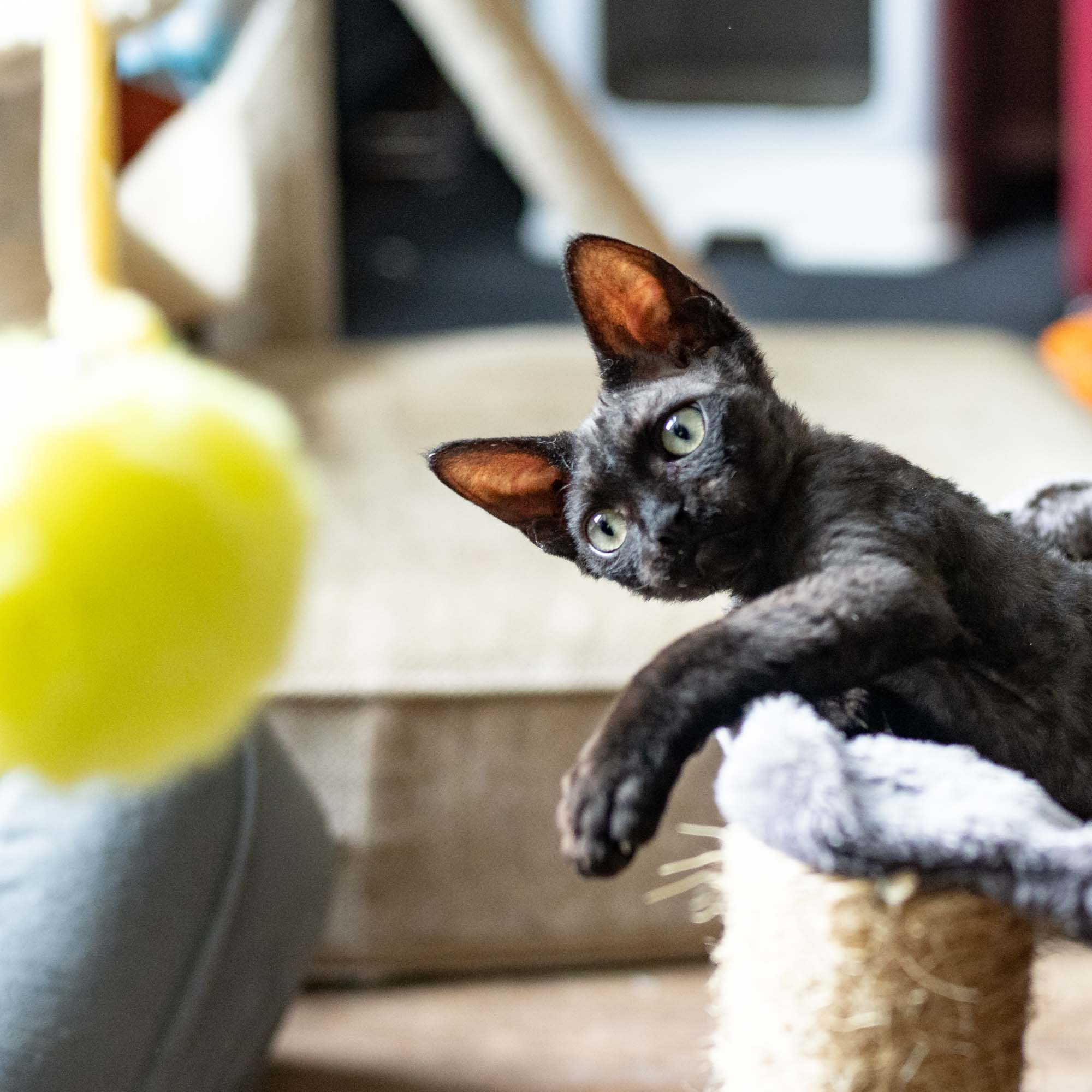 Smoke, boy,  born on  04.11.24, Sold. Devon Rex Pixie Cattery