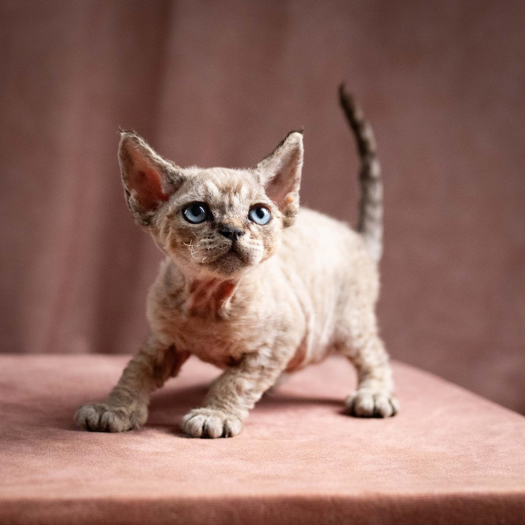 Quincy, boy, born 02.14.26. Devon Rex Pixie Cattery