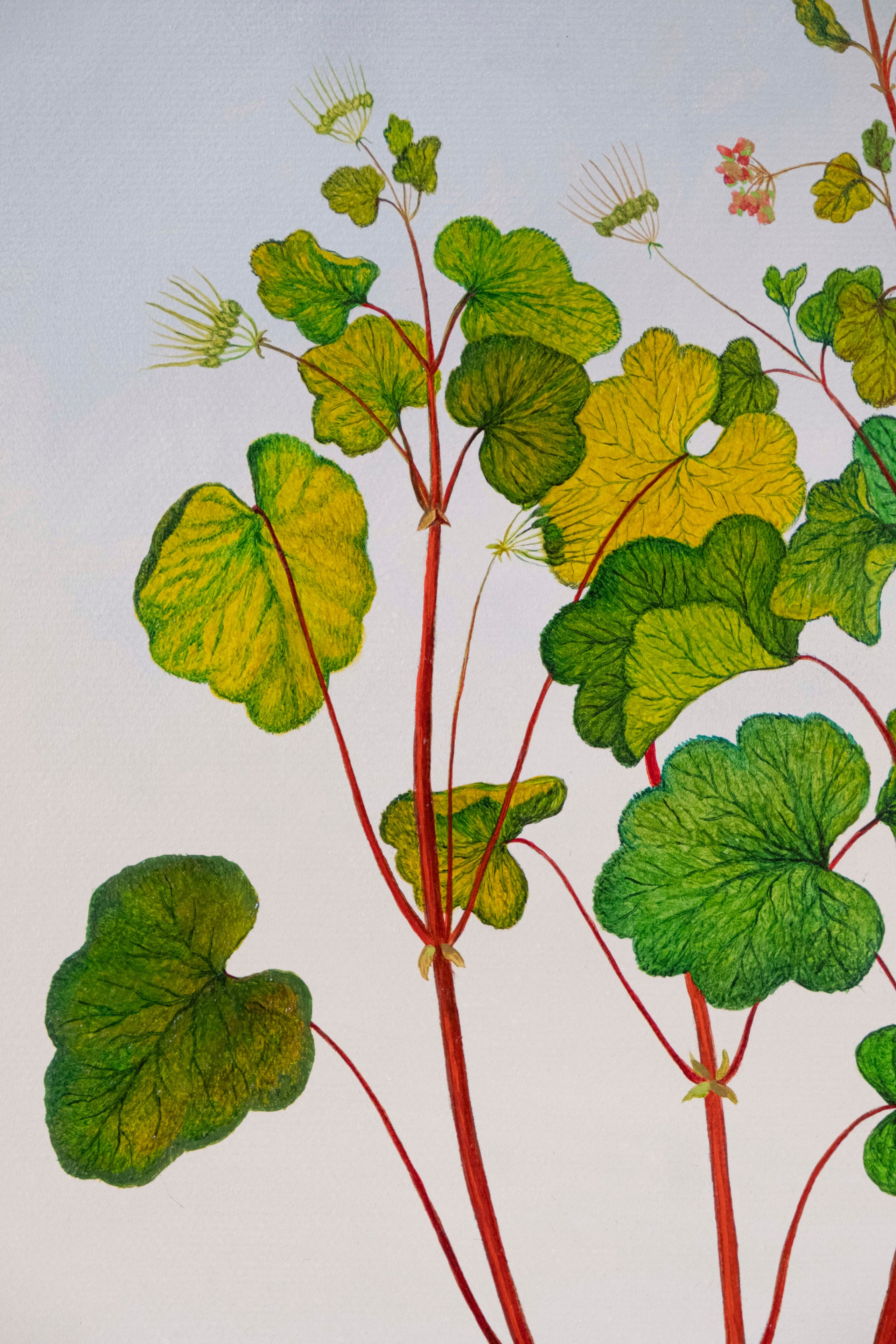 Botanical Etude No. 14. ELEN BEZHEN